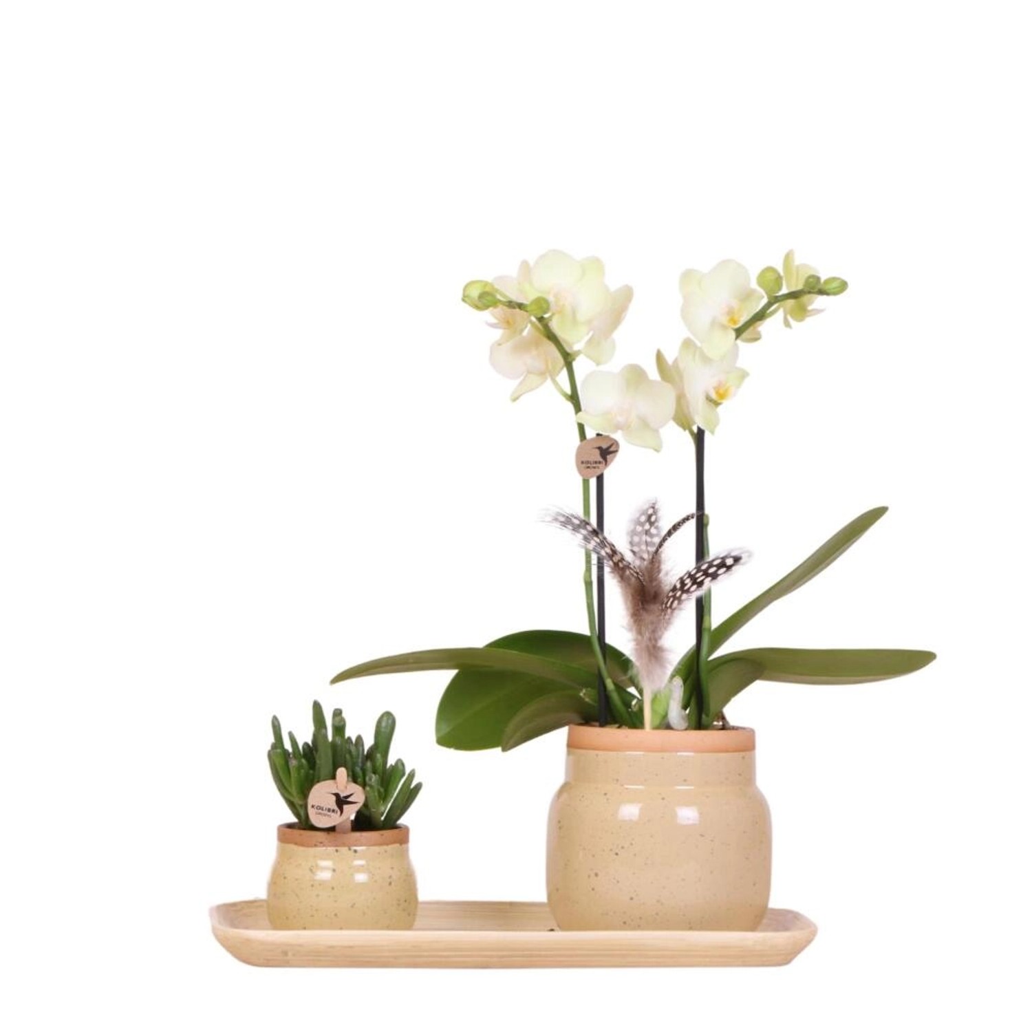 Kolibri Orchideen Grünpflanzenset mit gelber Phalaenopsis Orchidee in Vinta günstig online kaufen