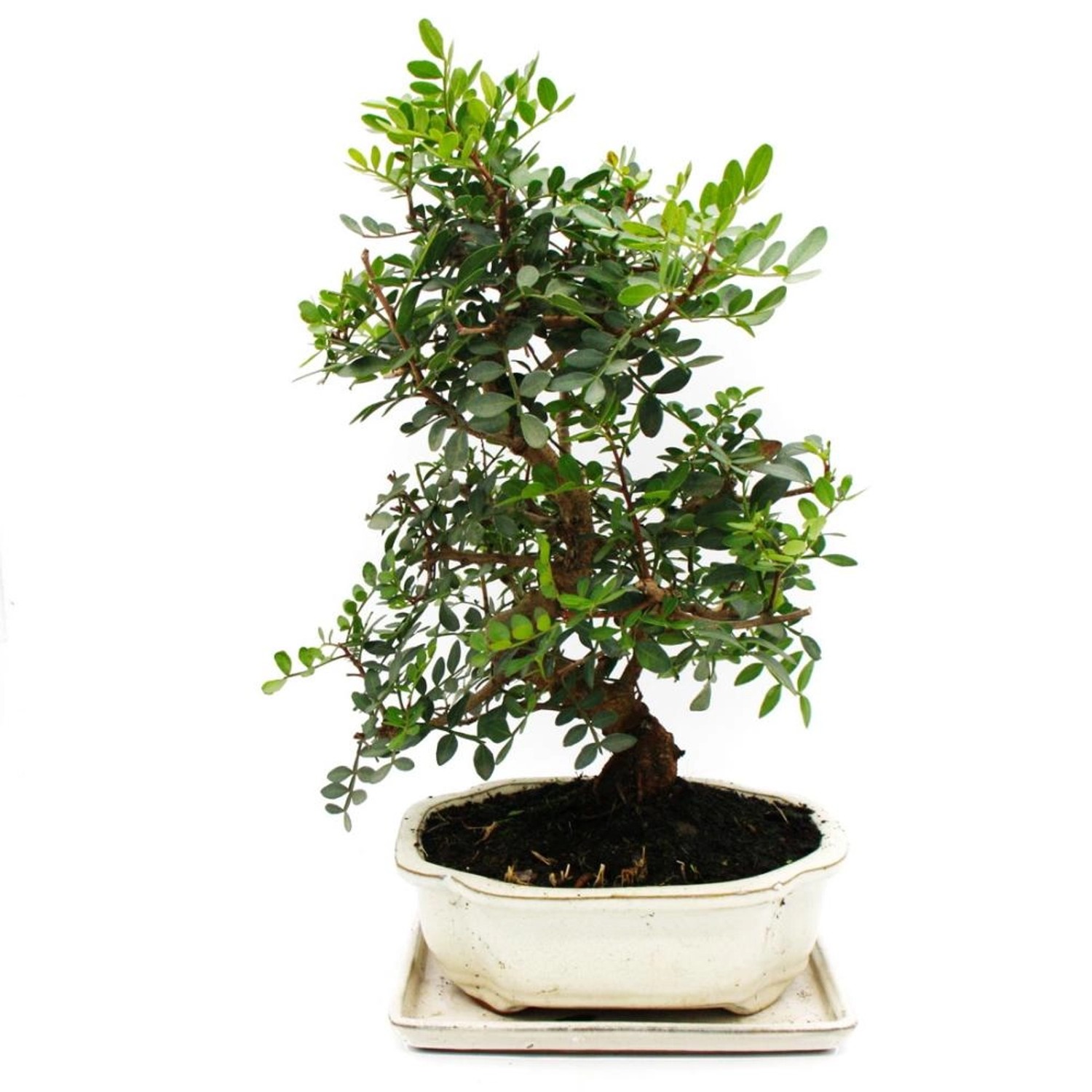 Exotenherz Bonsai Pistacia Lentiscus Mastixtrauch Wilde Pistazie ca. 10 Jah günstig online kaufen