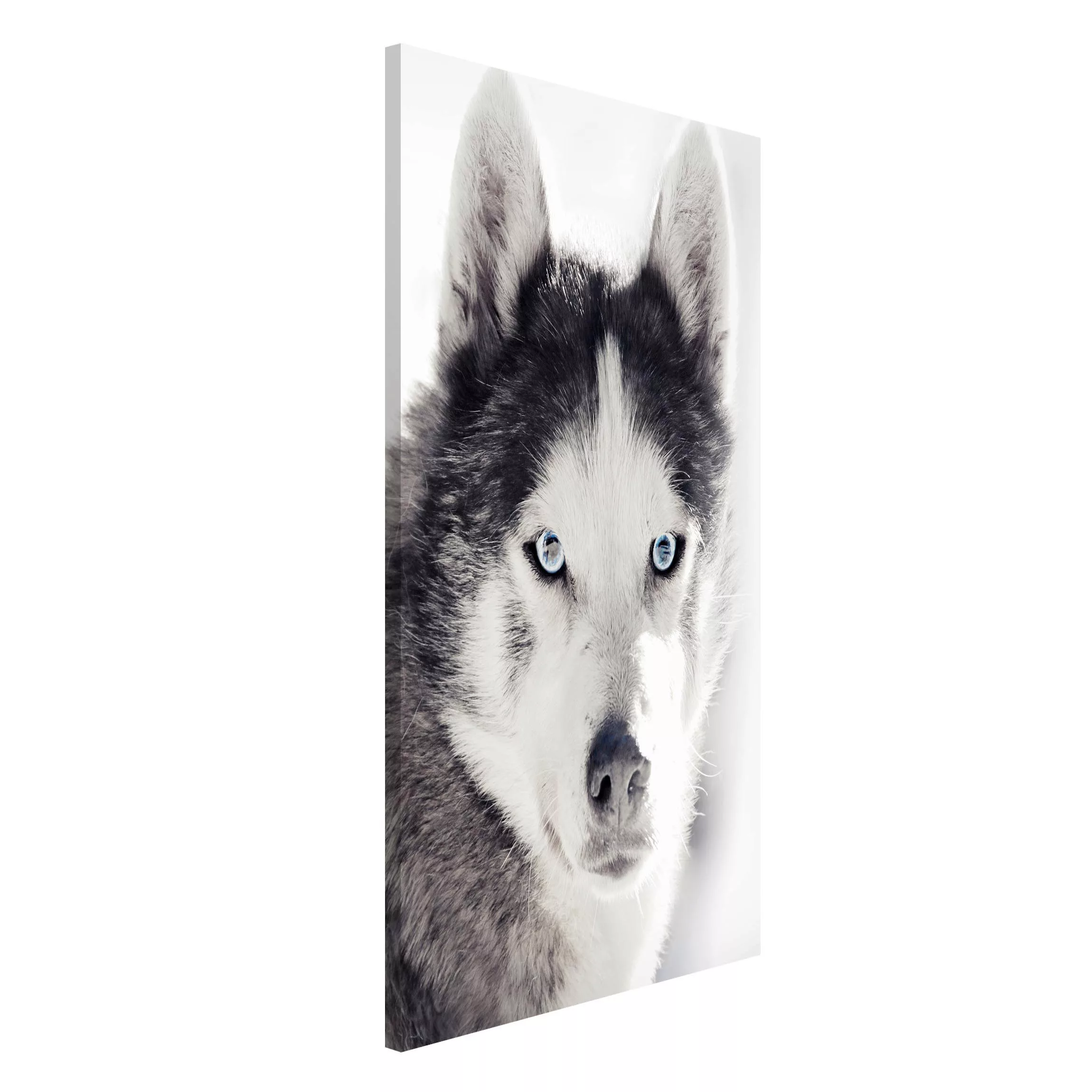 Magnettafel Husky Portrait günstig online kaufen