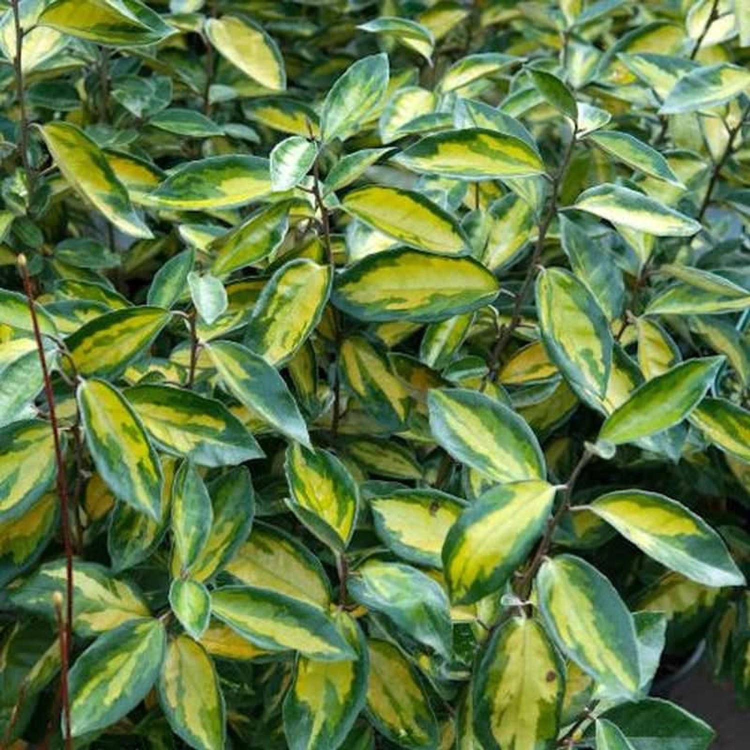 Wintergrüne Ölweide Limelight 80-100cm - Elaeagnus ebbingei günstig online kaufen