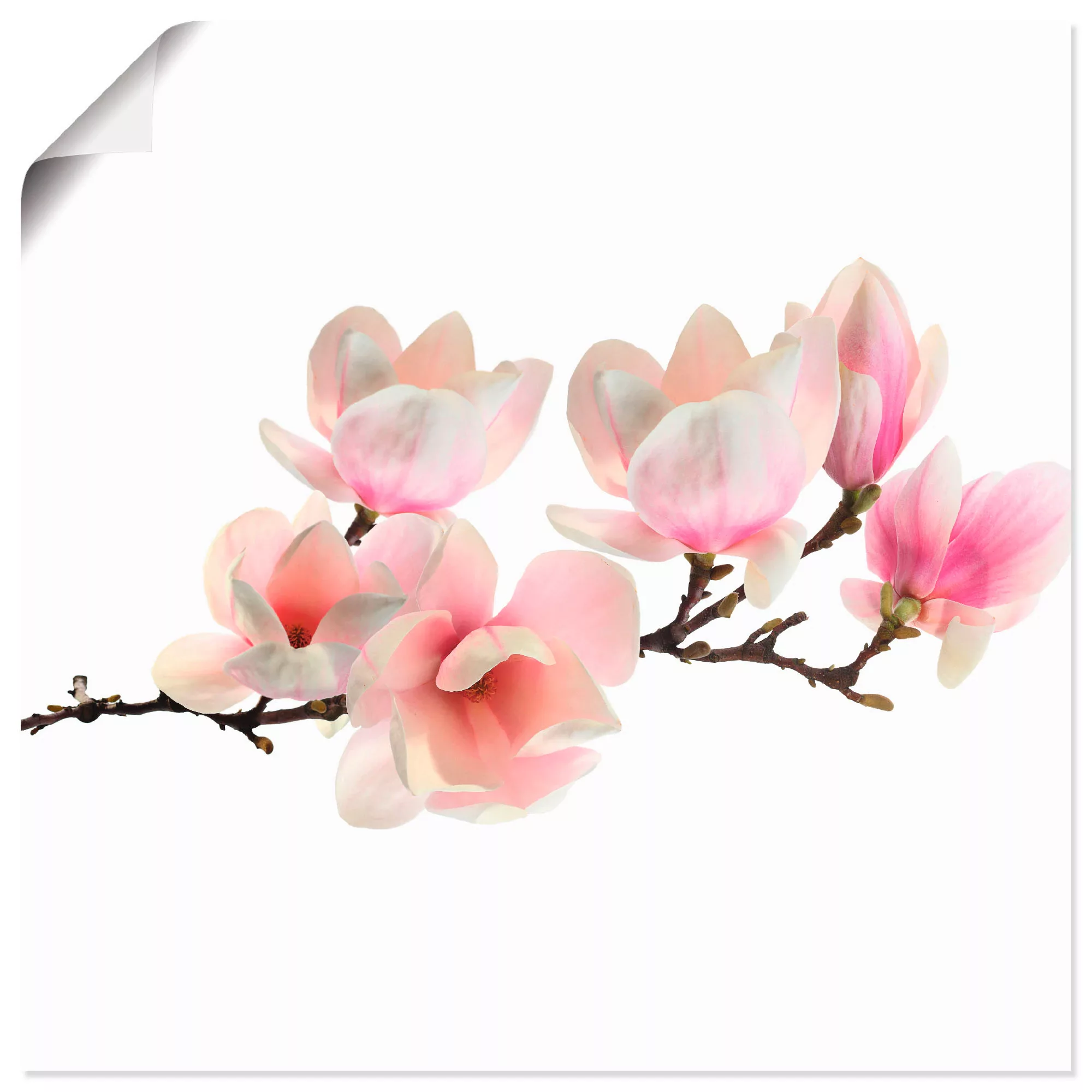 Artland Wandbild "Magnolie", Blumen, (1 St.), als Leinwandbild, Poster, Wan günstig online kaufen