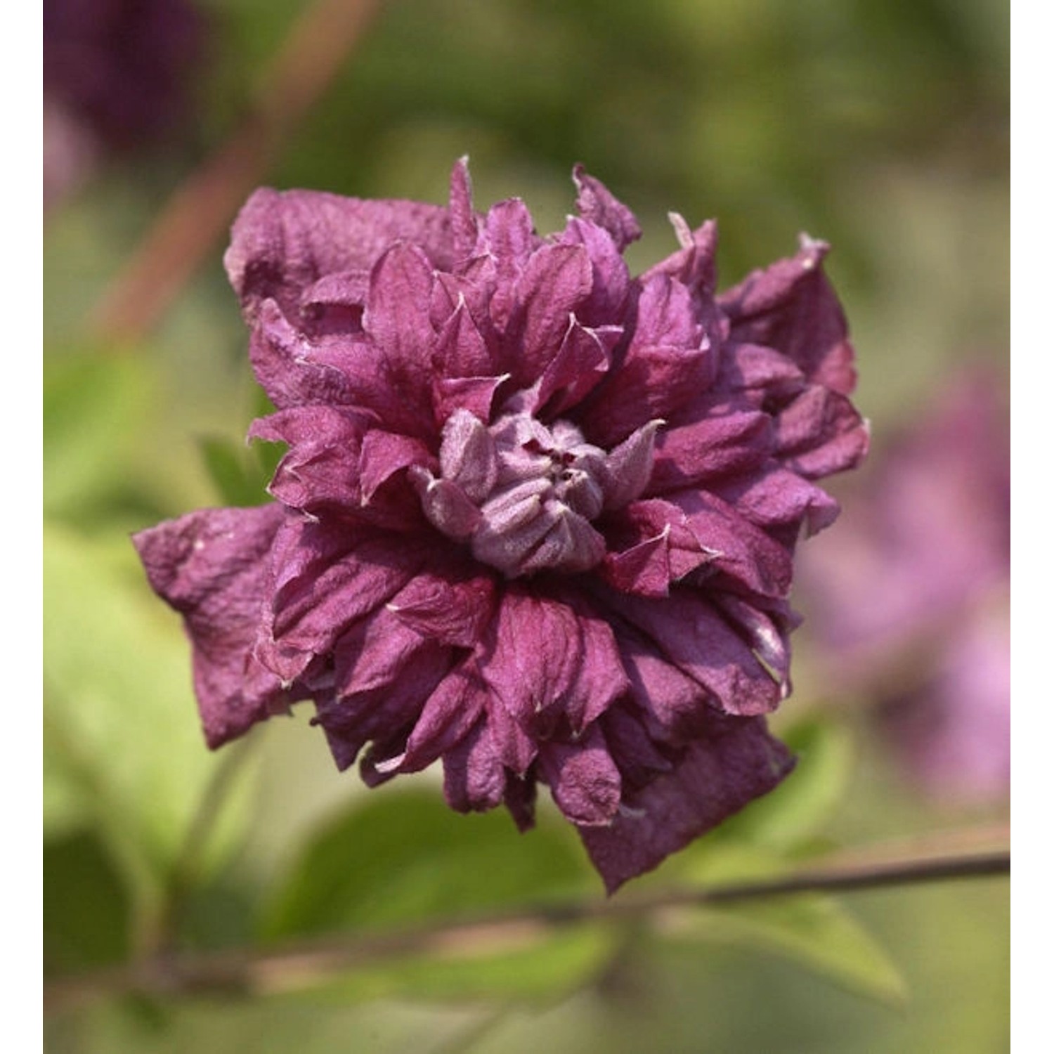 Robuste Waldrebe Purpurea Plena Elegans 40-60cm - Clematis viticella günstig online kaufen