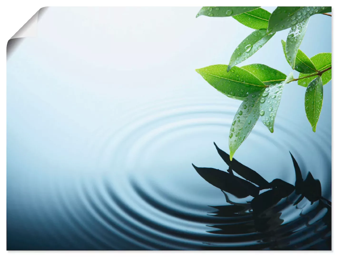 Artland Poster »Pflanze und Wasser«, Zen, (1 St.), als Alubild, Leinwandbil günstig online kaufen