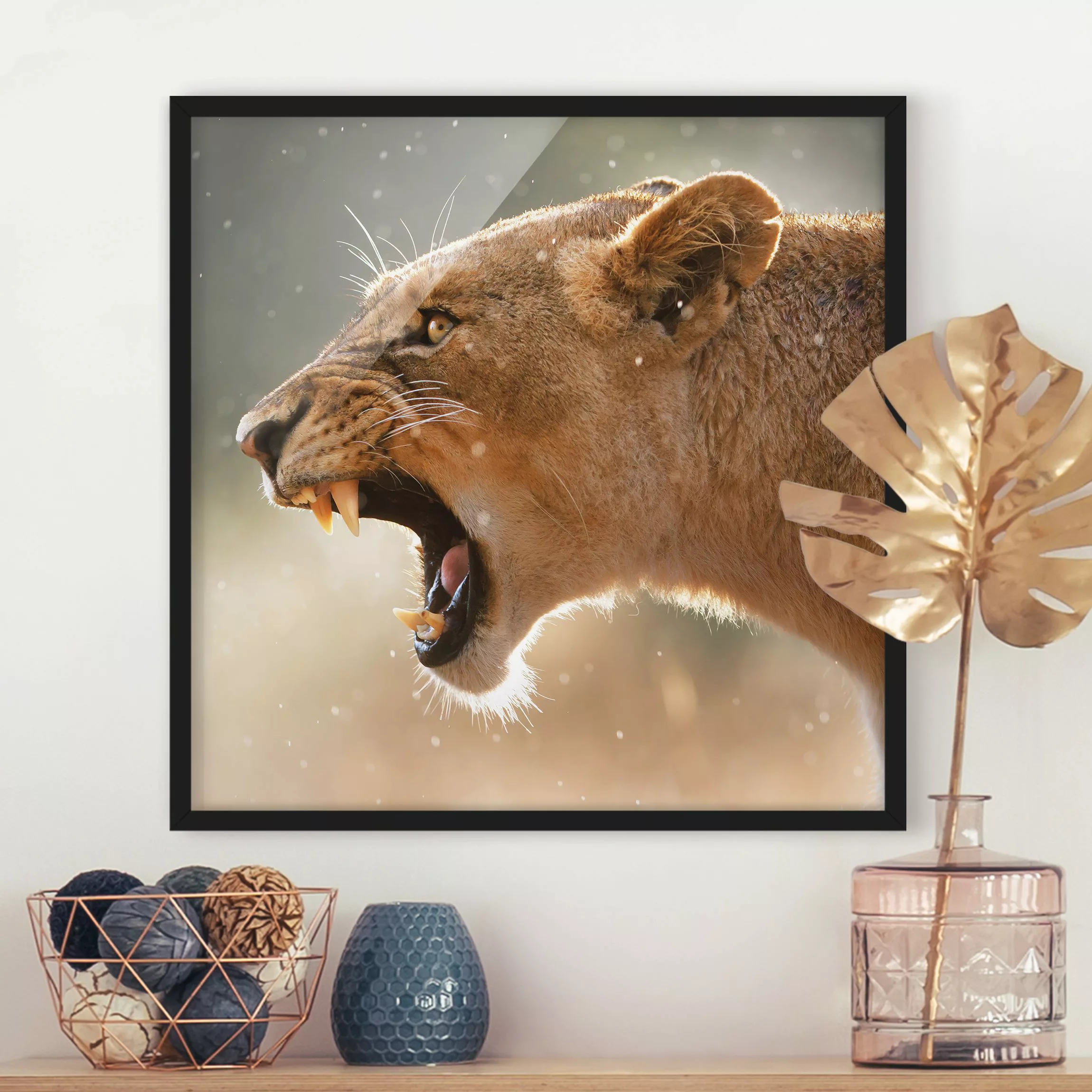 Bild mit Rahmen Tiere - Quadrat Löwin auf der Jagd günstig online kaufen