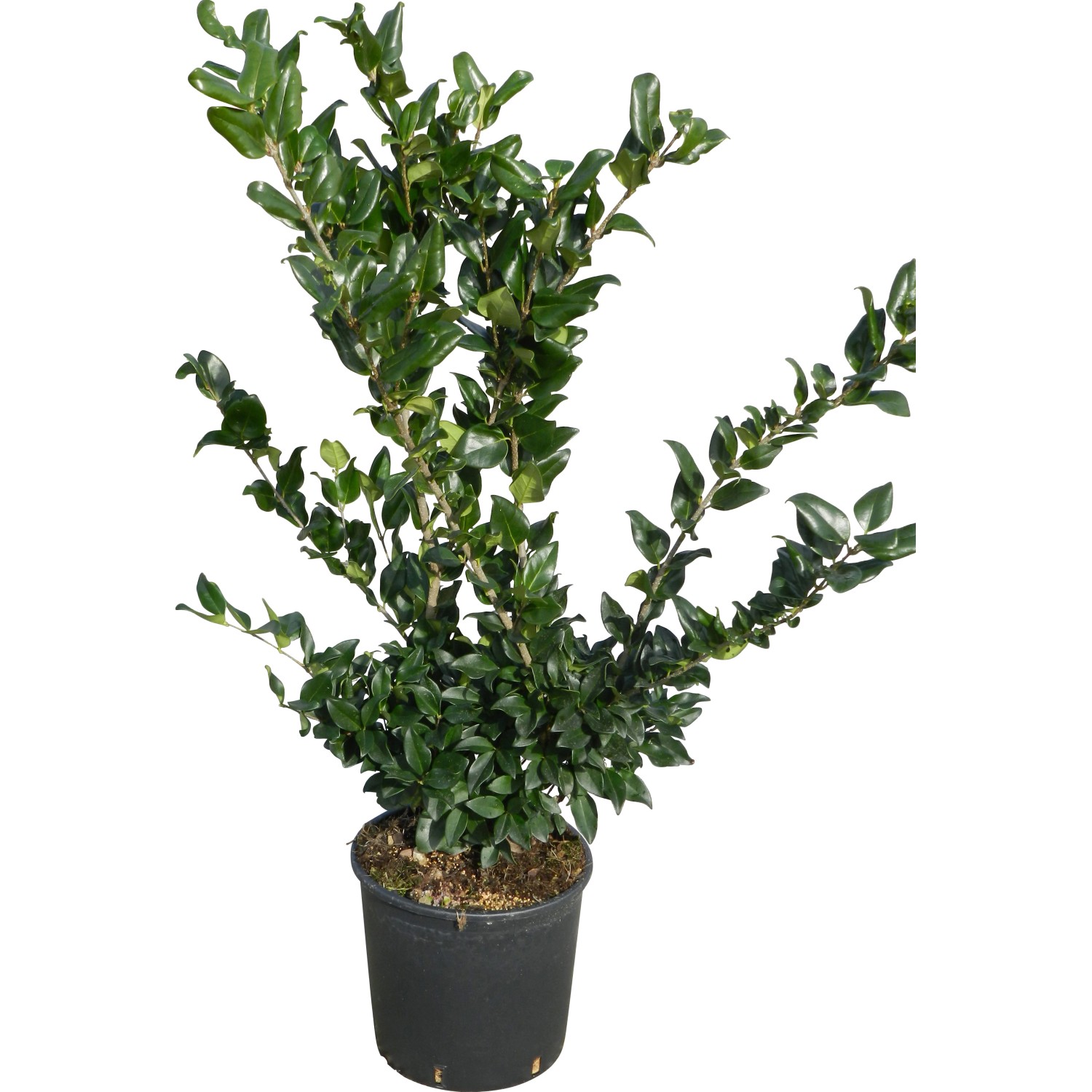 GROW by OBI Japanischer Liguster Texanum Höhe ca. 60-80 cm Topf ca. 10 l günstig online kaufen
