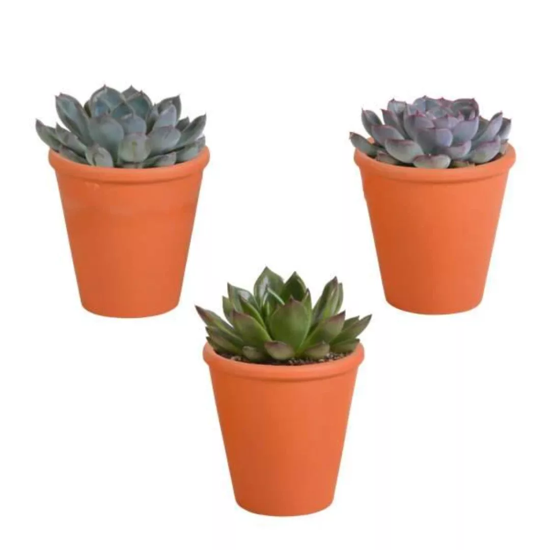 Casa Caron | Set mit 3 Sukkulenten Echeveria günstig online kaufen