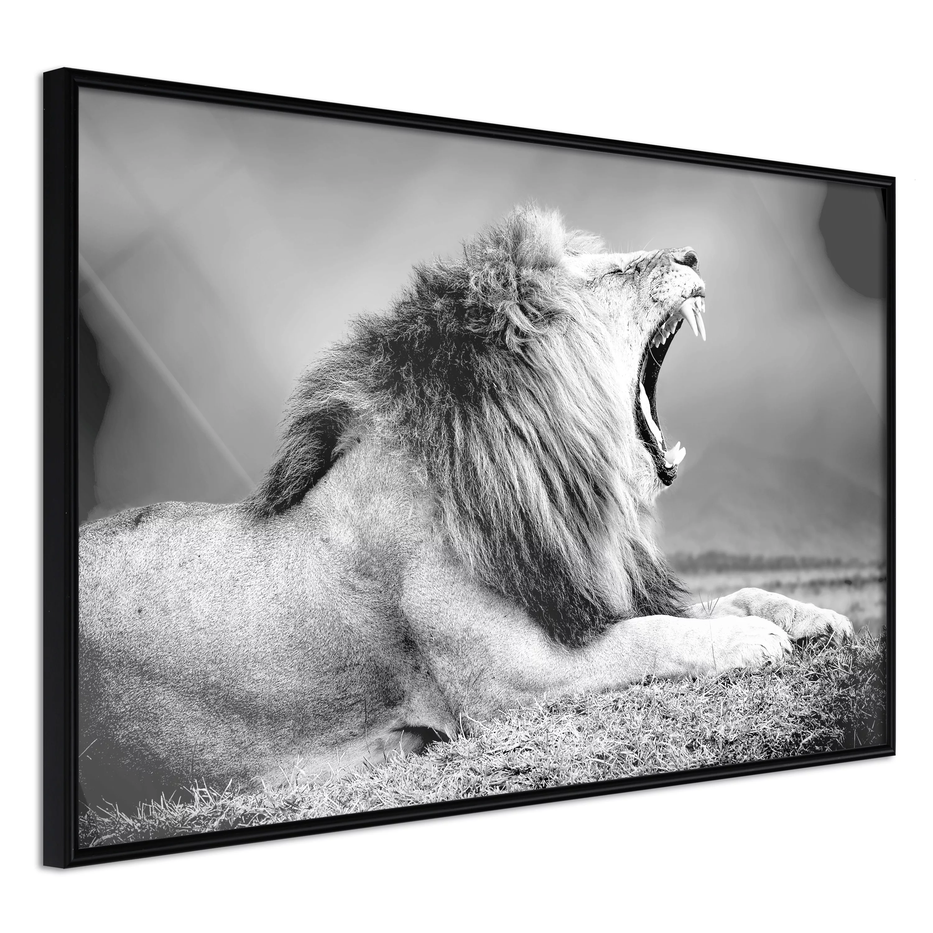 Poster - Yawning Lion günstig online kaufen