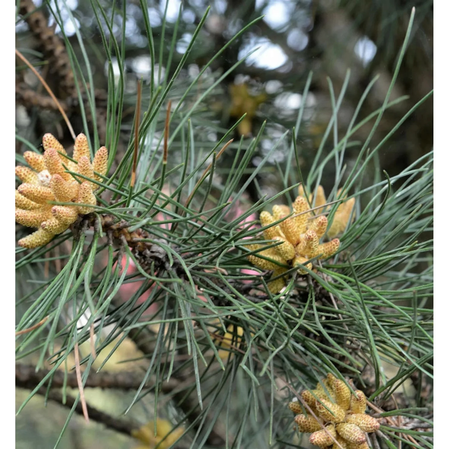 Kleine Säulen Schwarz Kiefer Komet 40-50cm - Pinus nigra günstig online kaufen