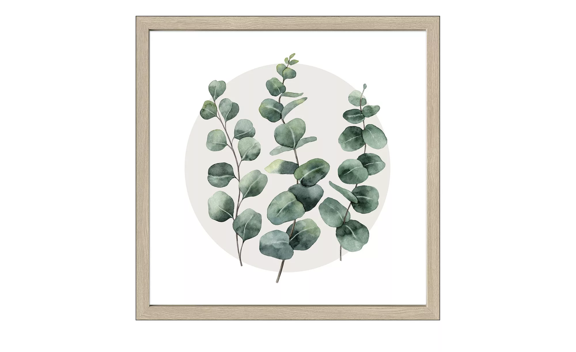 Gerahmtes Bild 50x50 cm  Different Eucalyptus Branches - 50 cm - 50 cm - Sc günstig online kaufen