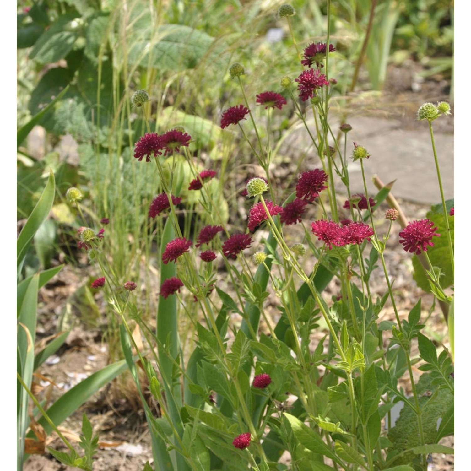 Witwenblume Mars Midget - Knautia macedonica günstig online kaufen