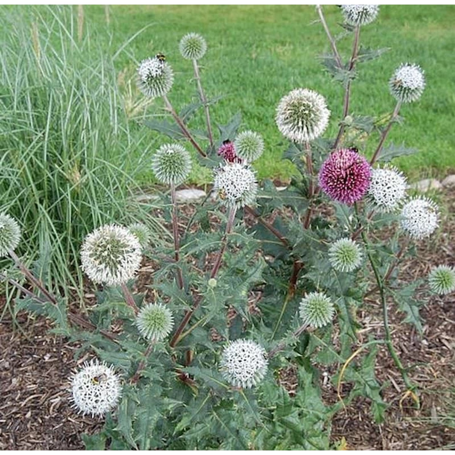 Kugeldistel Arctic Glow - Echinops sphaerocephalus günstig online kaufen