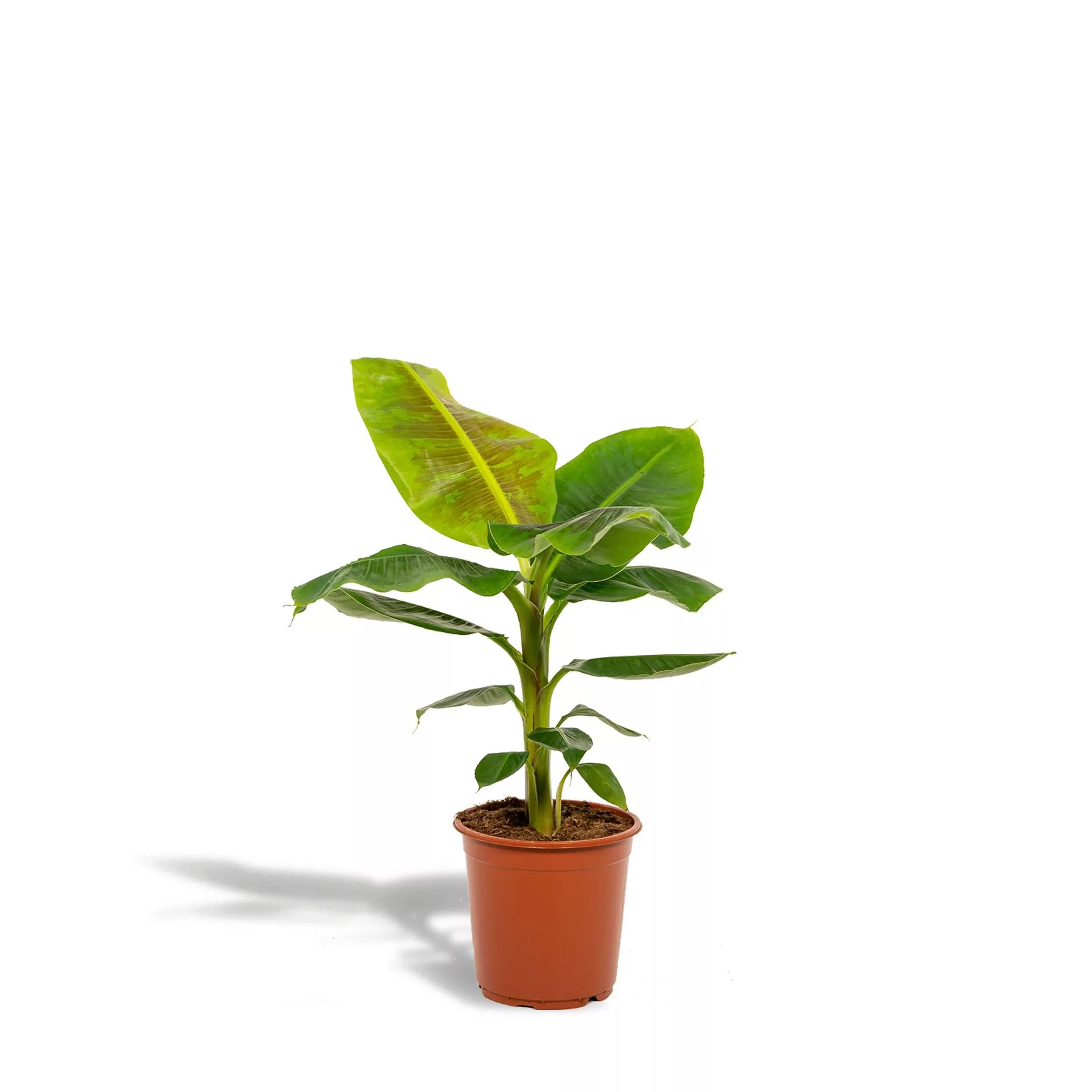 Hello Plants | Bananenpflanze - Musa Dward Cavendish günstig online kaufen