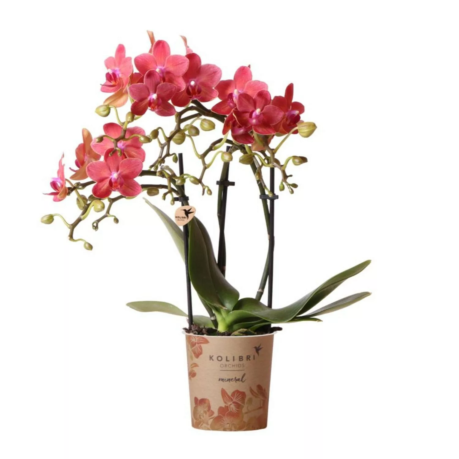 Kolibri Phalaenopsis Orchidee Kongo Topfgröße 9cm Frisch Vom Züchter günstig online kaufen