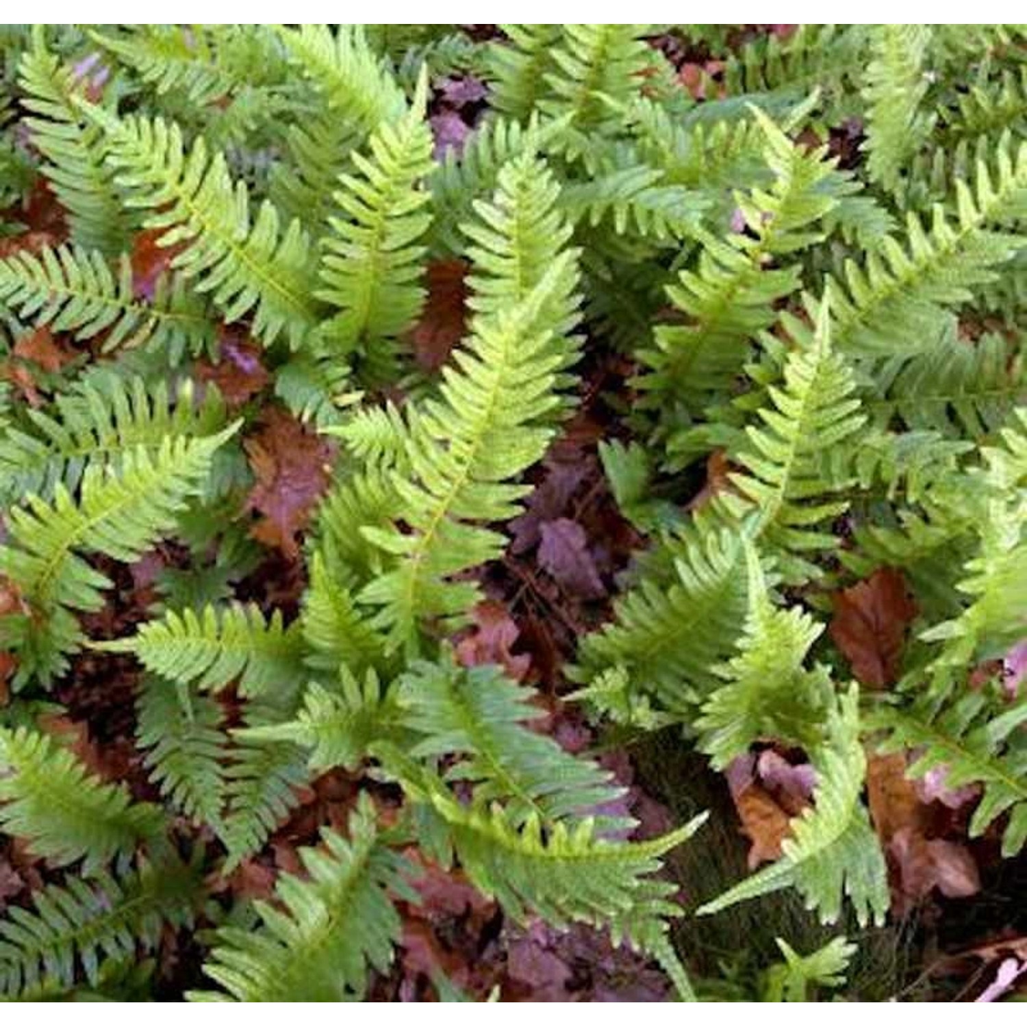 Tüpfelfran - Polypodium vulgare günstig online kaufen