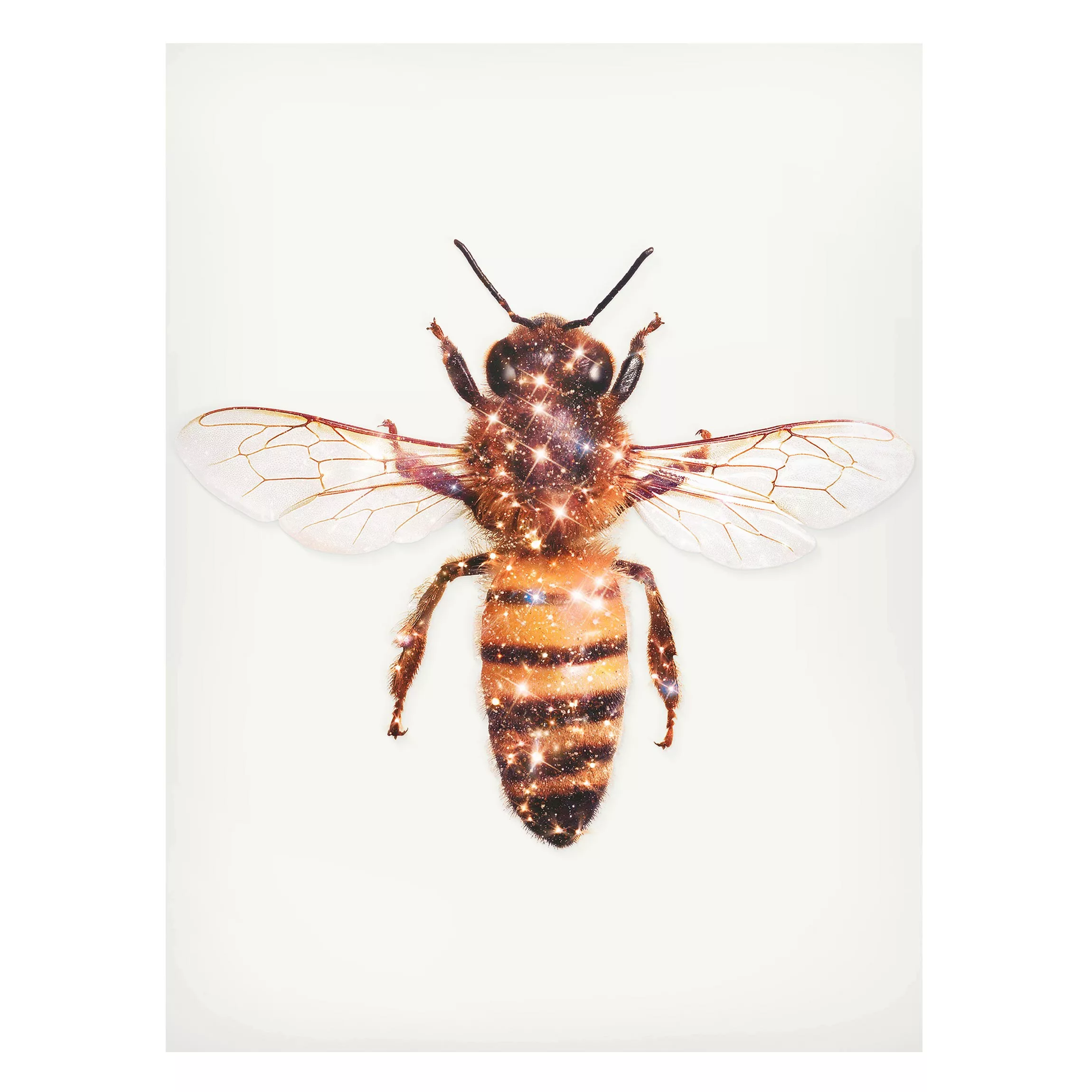 Magnettafel Tiere - Hochformat 3:4 Biene mit Glitzer günstig online kaufen