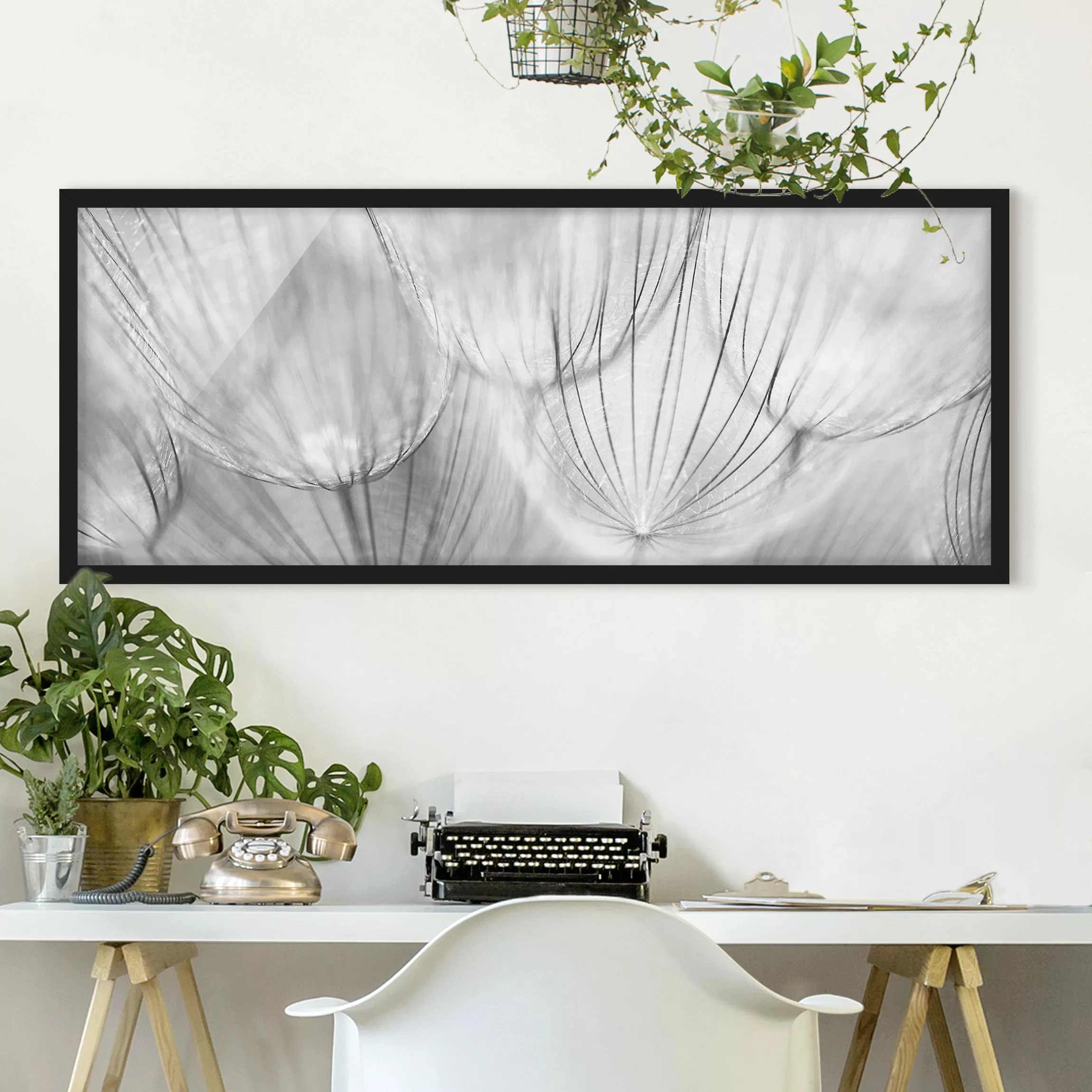 Bild mit Rahmen Blumen - Panorama Pusteblumen Makroaufnahme in schwarz weiß günstig online kaufen
