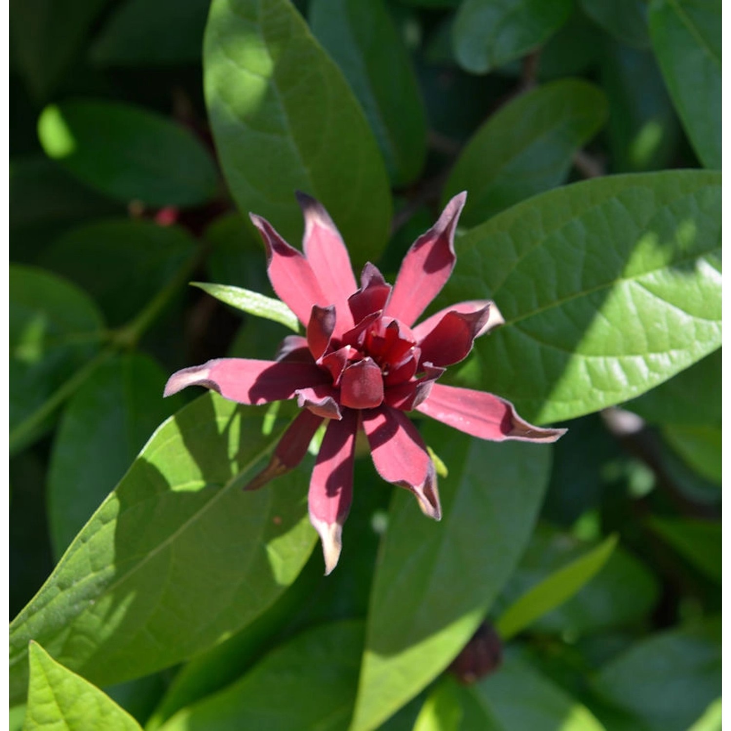 Gewürzstrauch Aphrodite 80-100cm - Calycanthus raulstonii günstig online kaufen