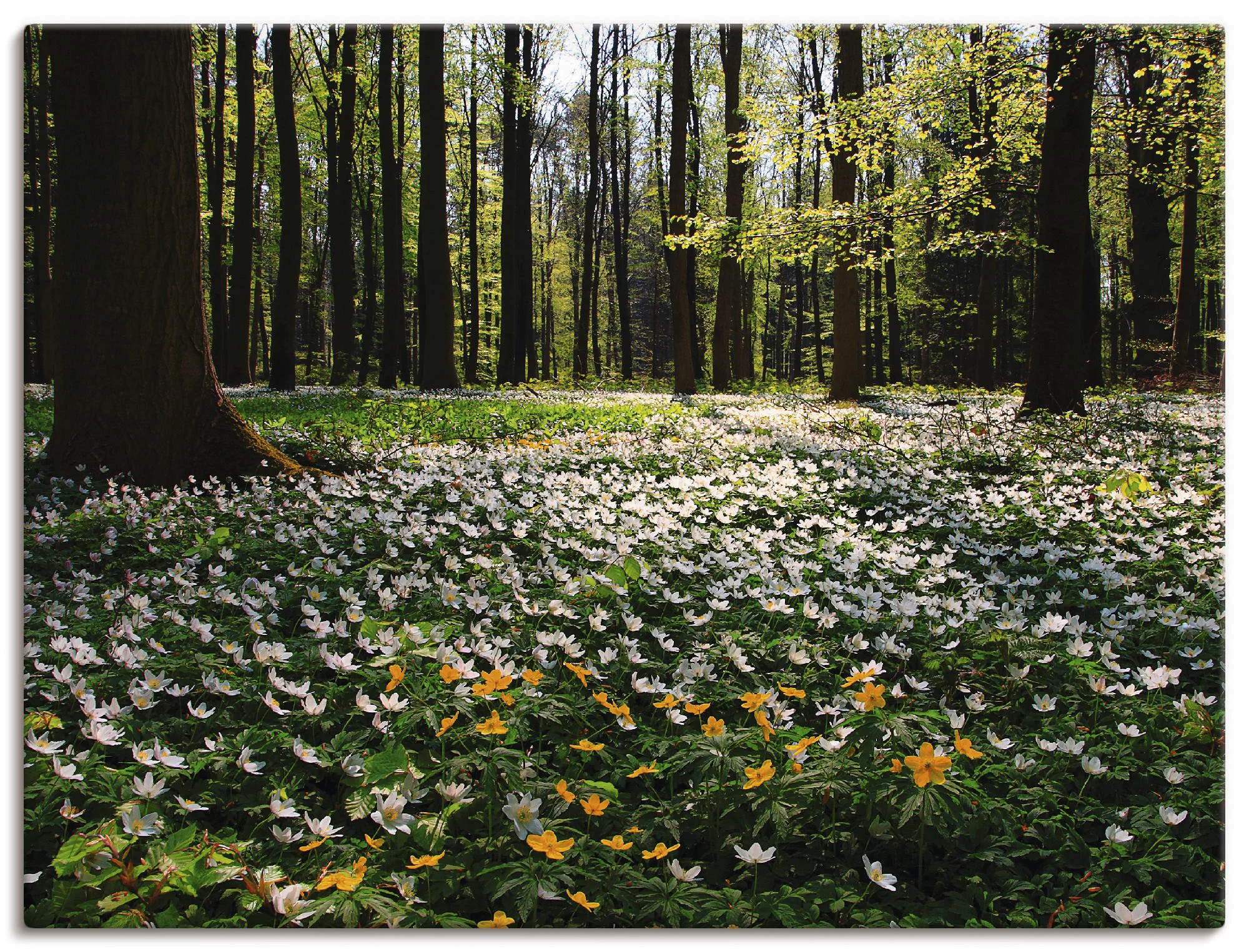 Artland Wandbild »Frühlingswald bedeckt mit Windröschen«, Wald, (1 St.), al günstig online kaufen