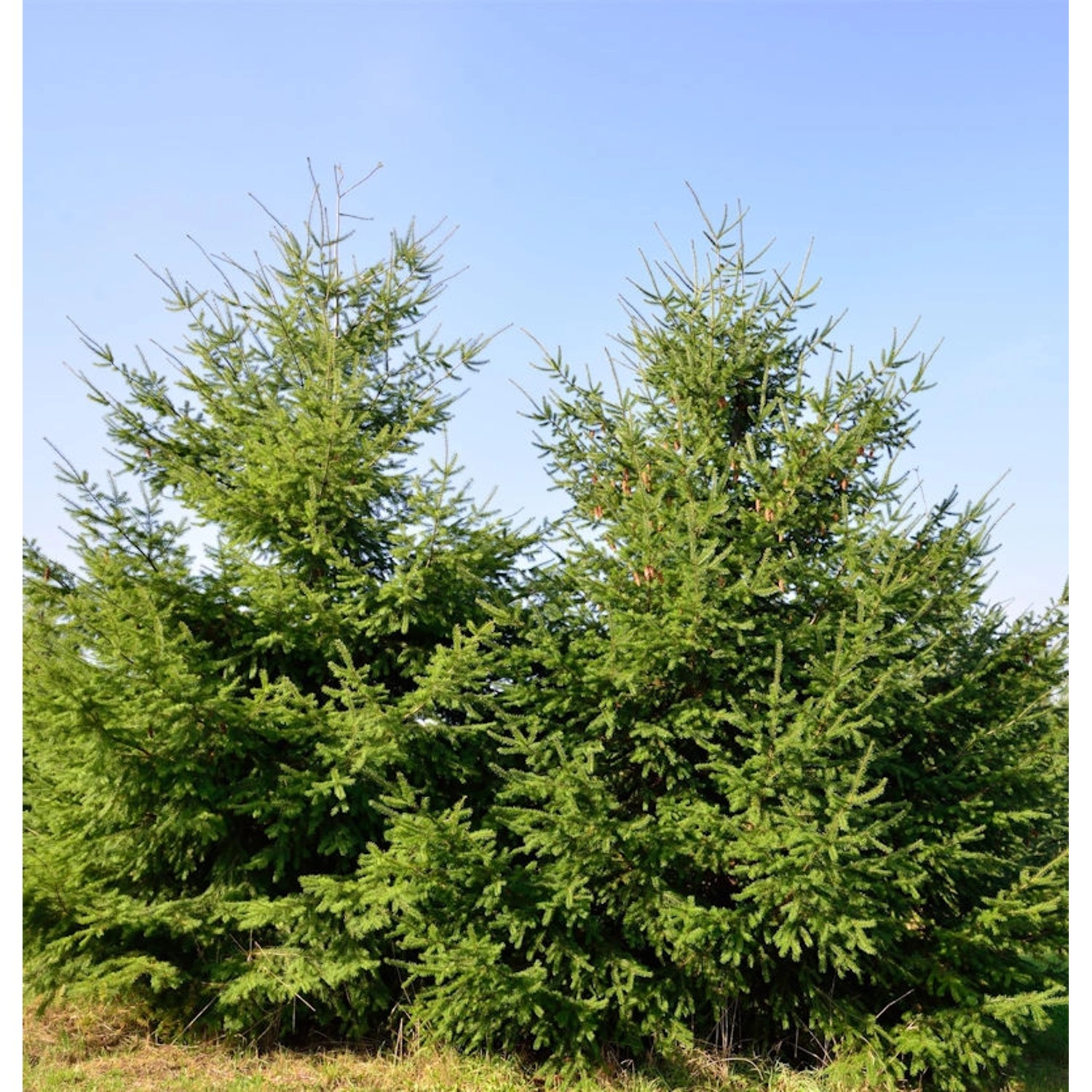 Douglasfichte 100-125cm - Pseudotsuga menziesii günstig online kaufen