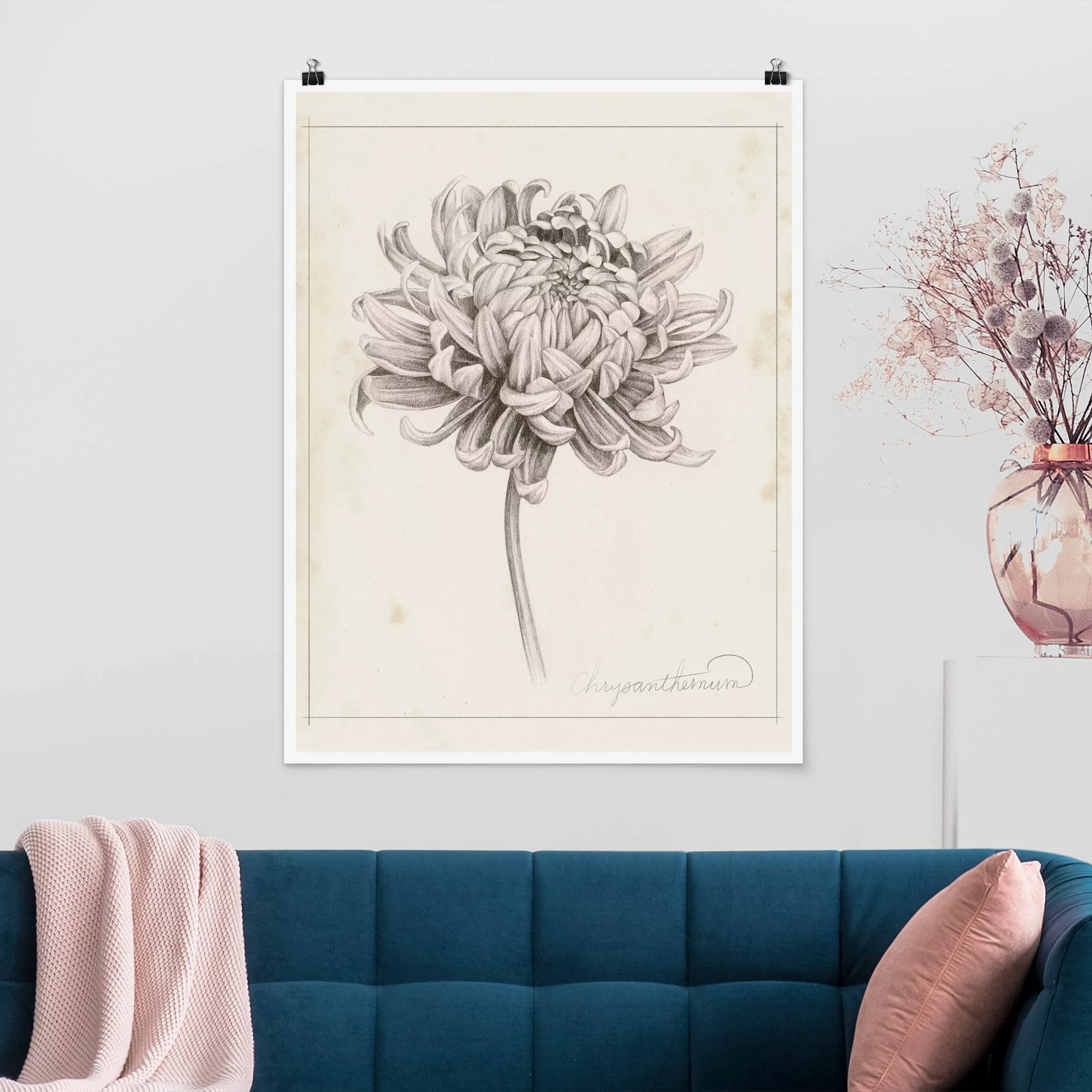 Poster Botanische Studie Chrysantheme I günstig online kaufen