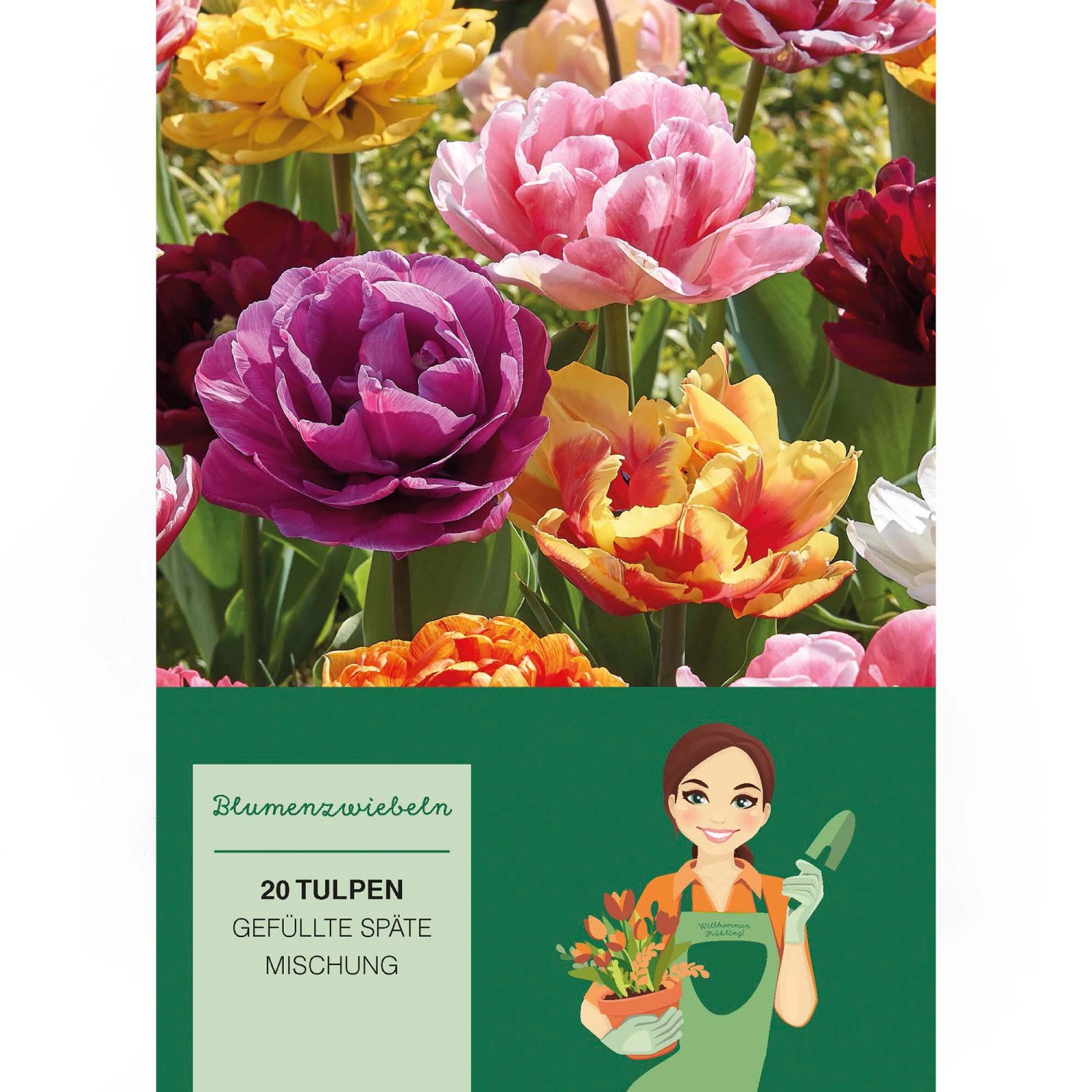 Tulipa Gefüllte Späte Mischung  20 Stück Tulipa double late Mixed günstig online kaufen