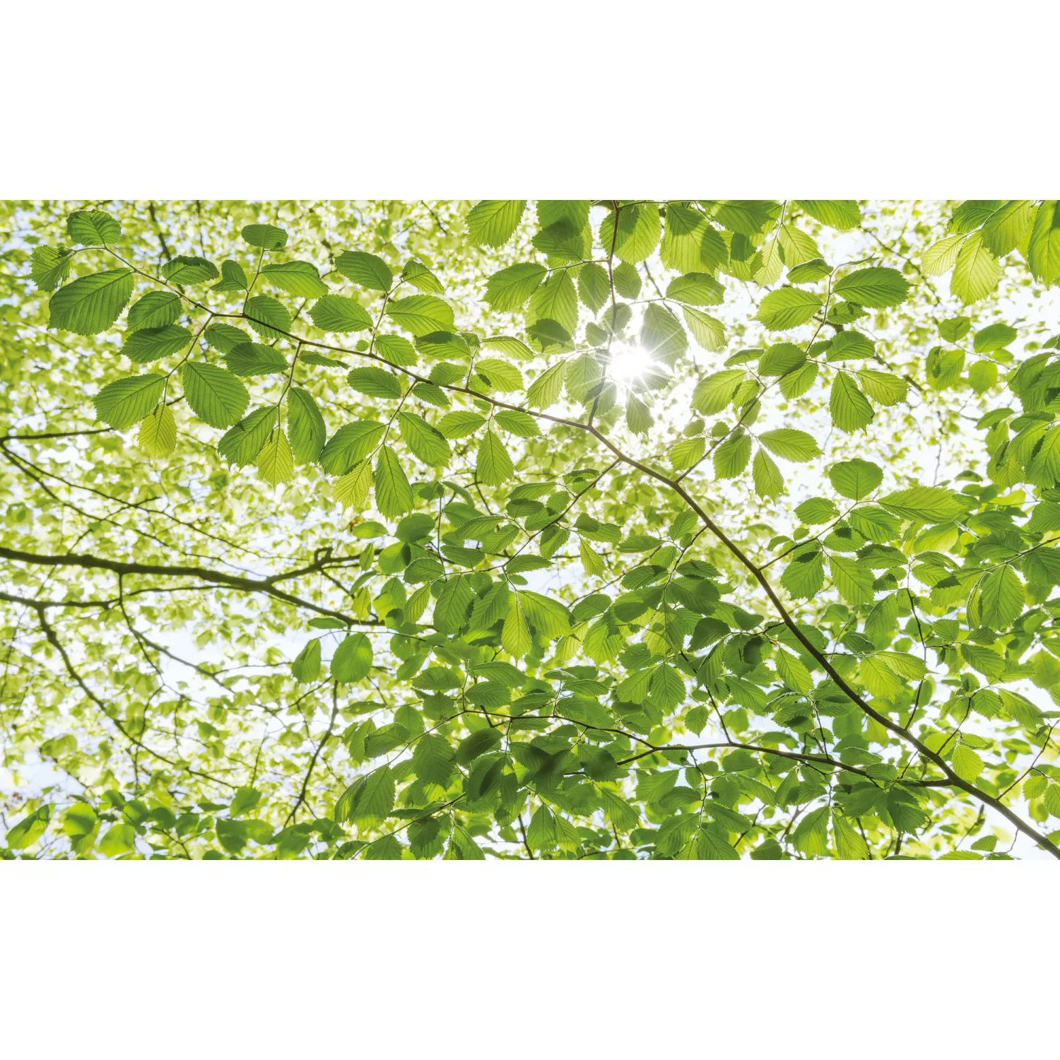 KOMAR Vlies Fototapete - Im Frühlingswald - Größe 450 x 280 cm mehrfarbig günstig online kaufen