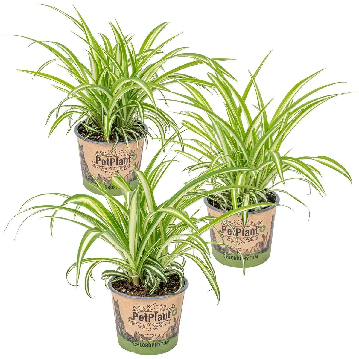 Casa Caron | 3er Set Chlorophytum Variegatum günstig online kaufen