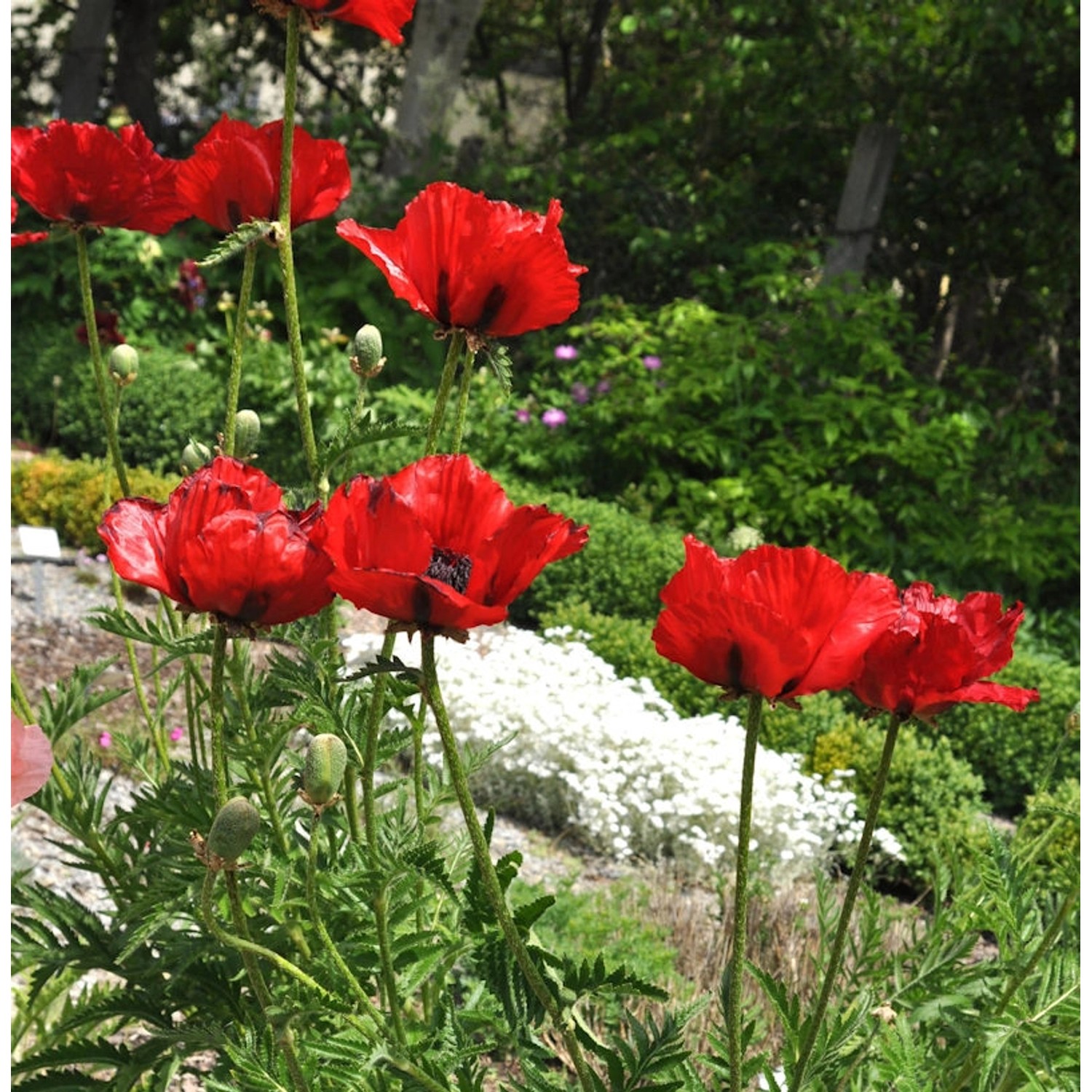 Türkischer Mohn Beauty of Livermere - Papaver orientale günstig online kaufen