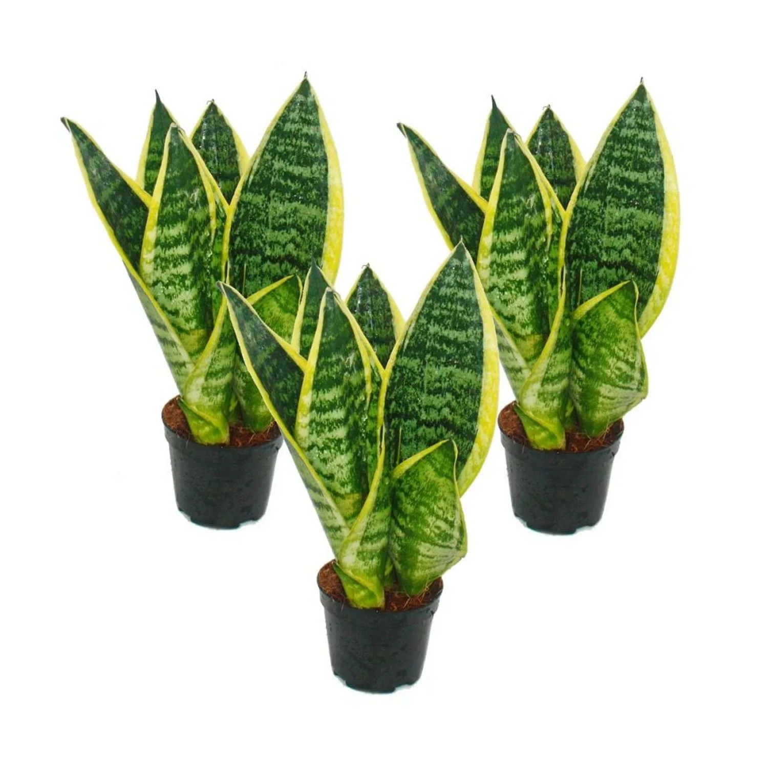 Exotenherz 3er Set Sanseveria Laurentii Trafasciata Grüngelber Bogenhanf 9c günstig online kaufen