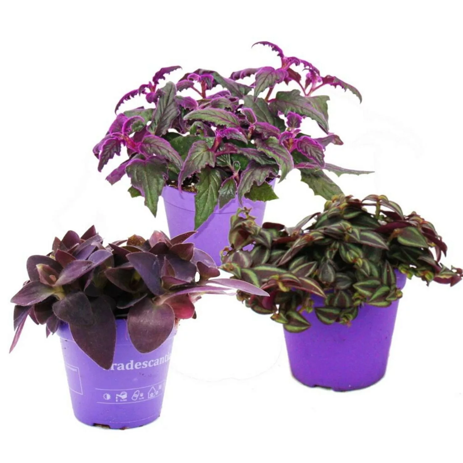 Exotenherz Zimmerpflanzen Trio Purple Leaves Set mit 3 Verschiedene Pflanze günstig online kaufen