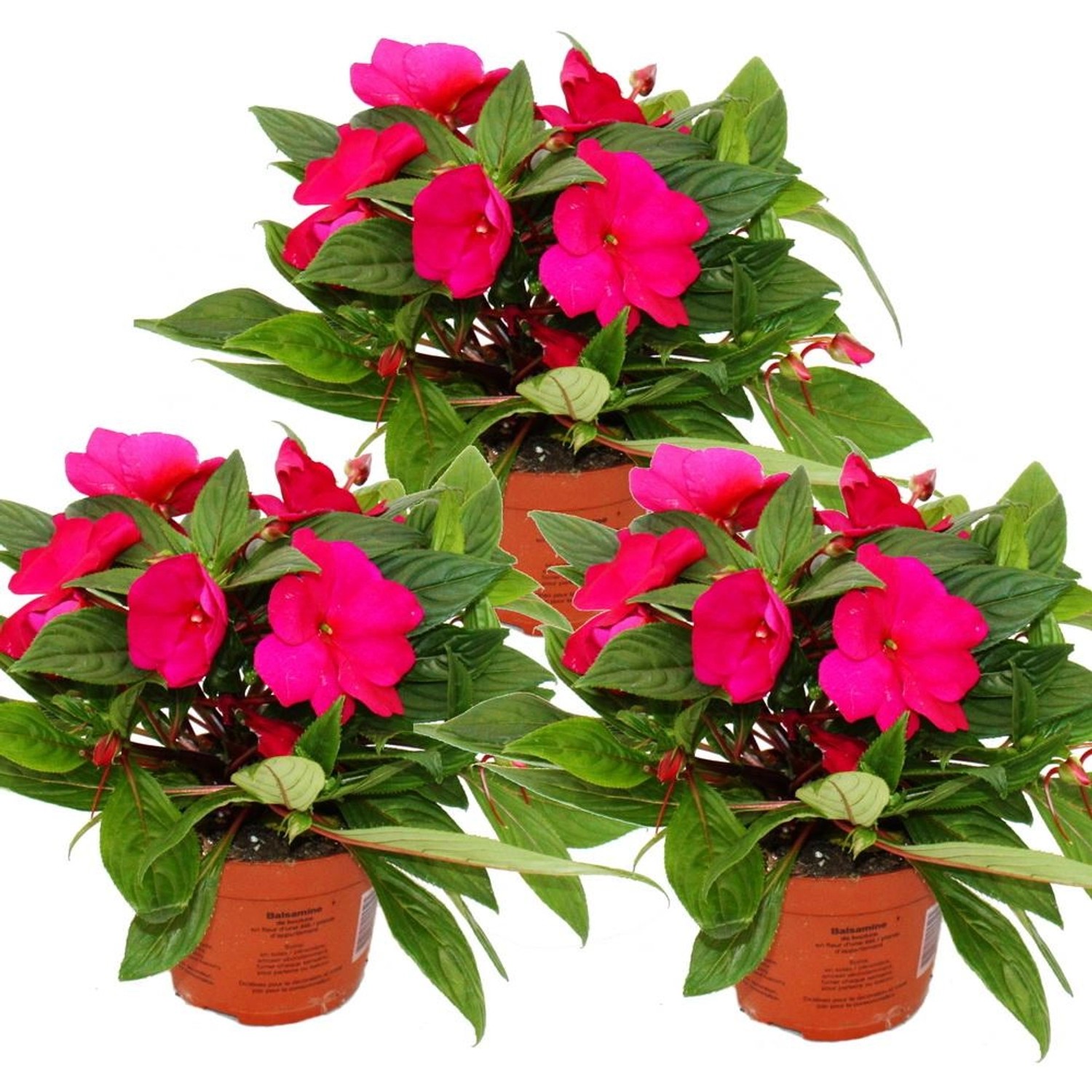 Exotenherz Edel-Lieschen Impatiens Neu-Guinea 12cm Topf Set mit 3 Pflanzen günstig online kaufen