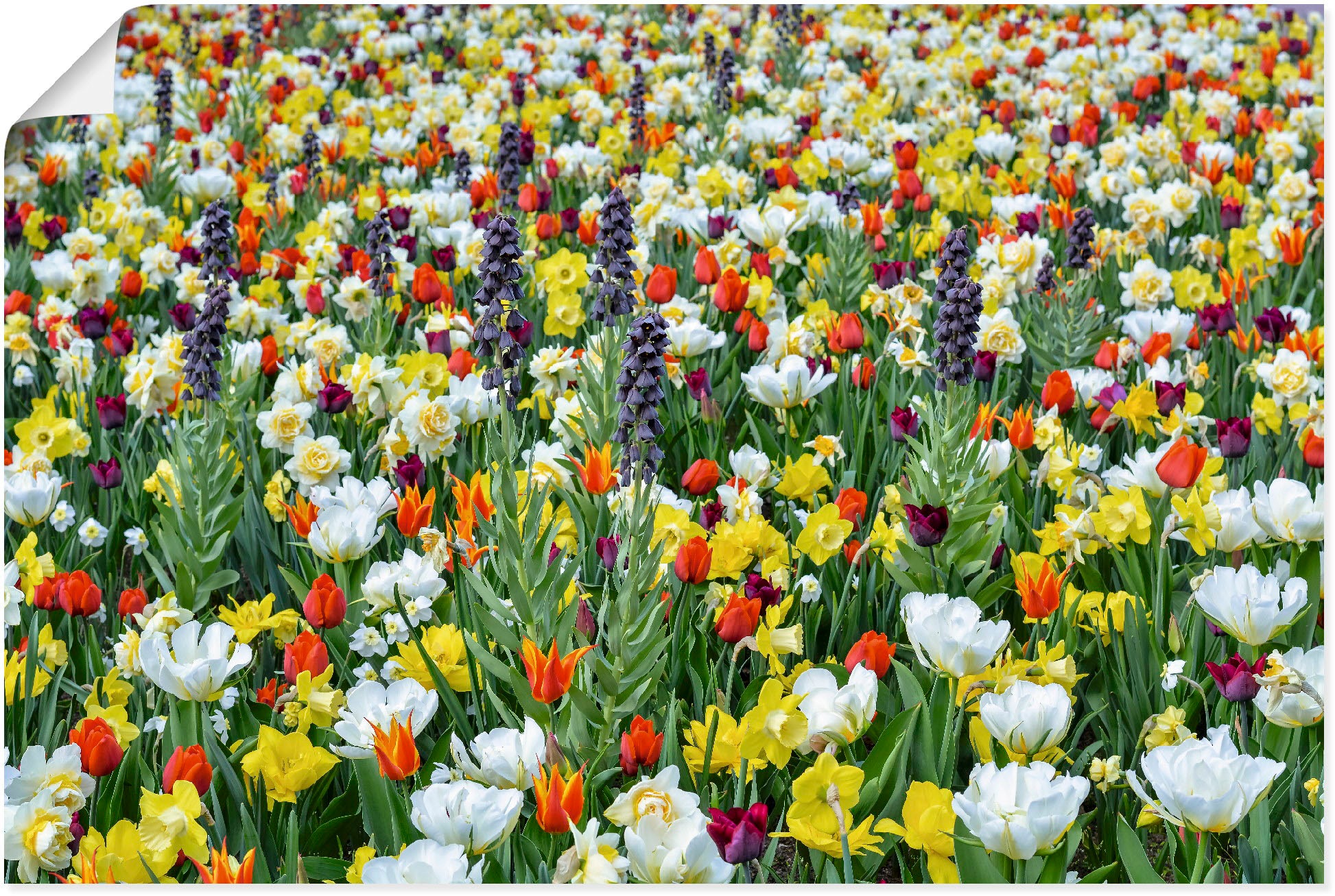 Artland Poster »Feld von verschiedenen Frühlingsblumen«, Blumenwiese, (1 St günstig online kaufen