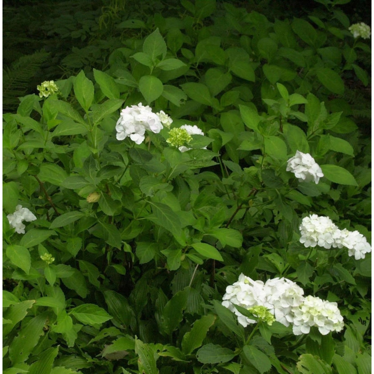 Bauernhortensie Mme E. Moulliere 30-40cm - Hydrangea macrophylla günstig online kaufen