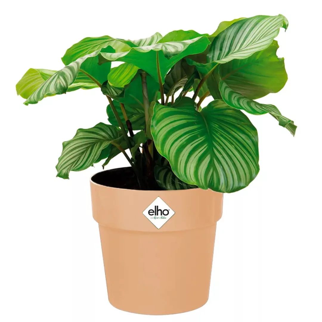 Blumentopf Pfirsisch 14x13cm 1,3L günstig online kaufen