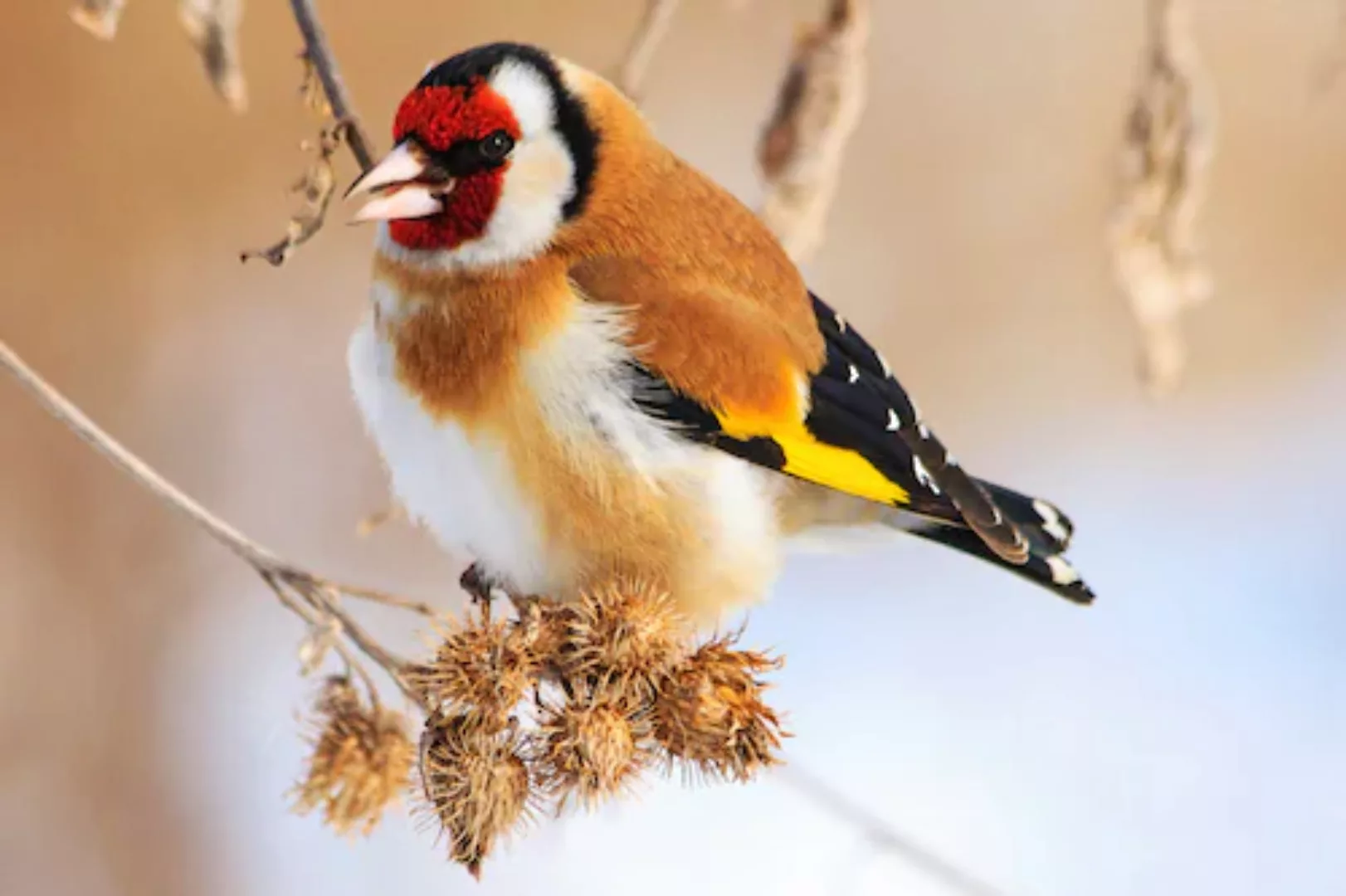 Papermoon Fototapete »Vogel« günstig online kaufen