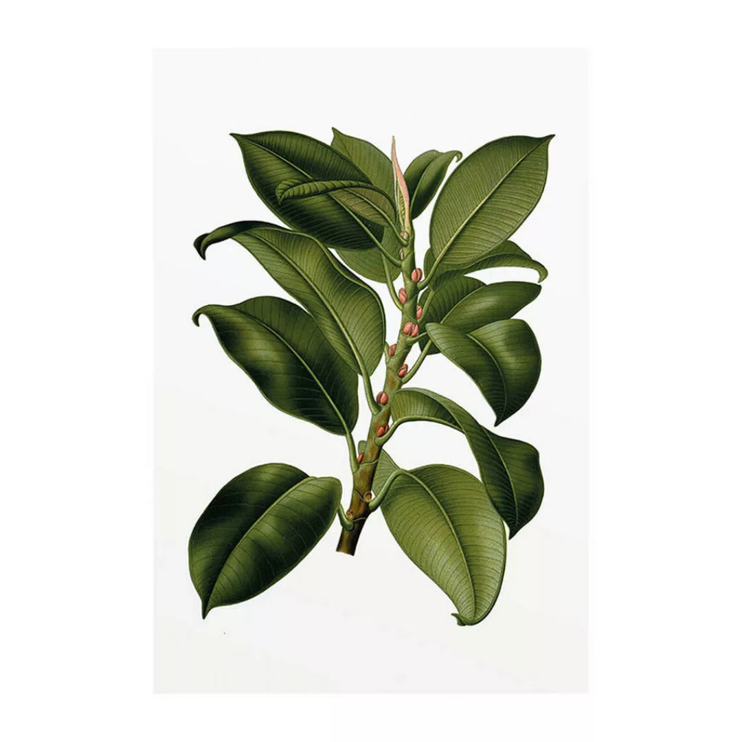 Komar Wandbild Elastica Tree Pflanzen B/L: ca. 50x70 cm günstig online kaufen