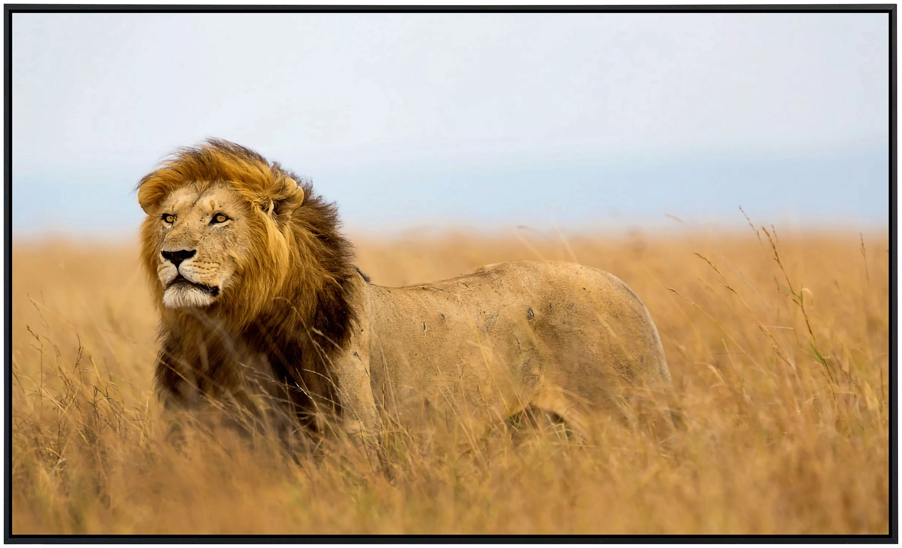 Papermoon Infrarotheizung »Löwe in Masai Mara Kenia« günstig online kaufen