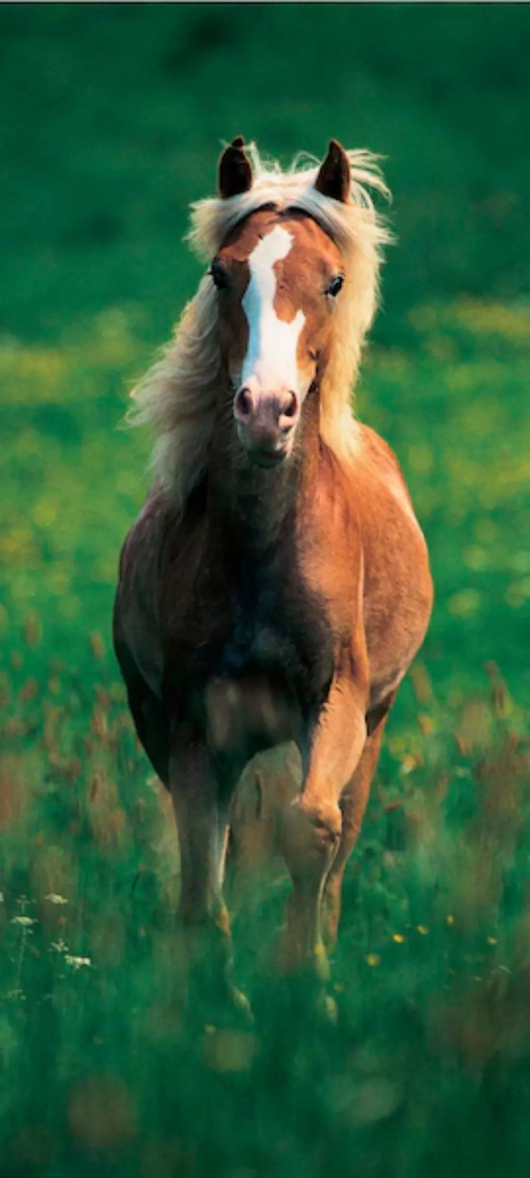 Papermoon Fototapete »Haflinger Horse - Türtapete«, matt günstig online kaufen