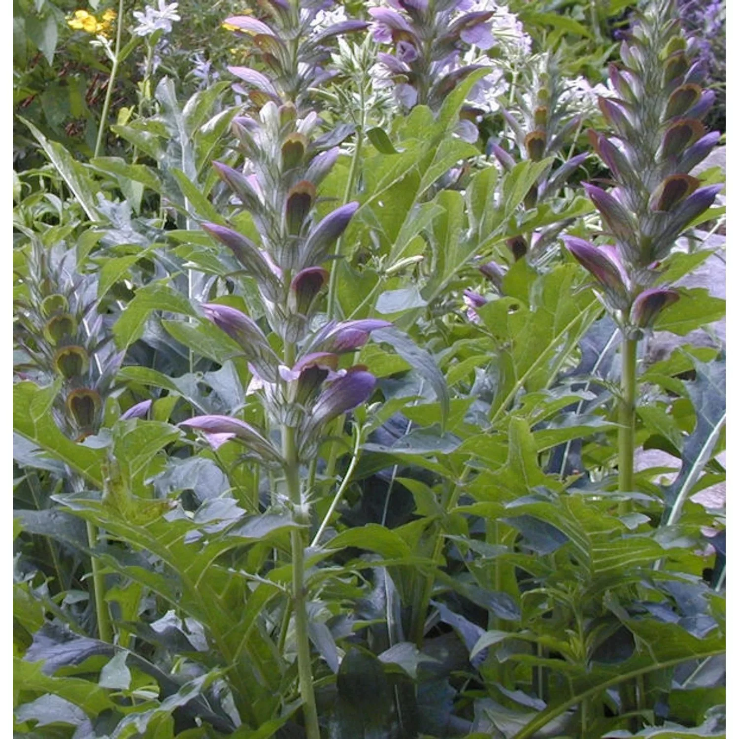 Bärenklaue - Acanthus mollis günstig online kaufen