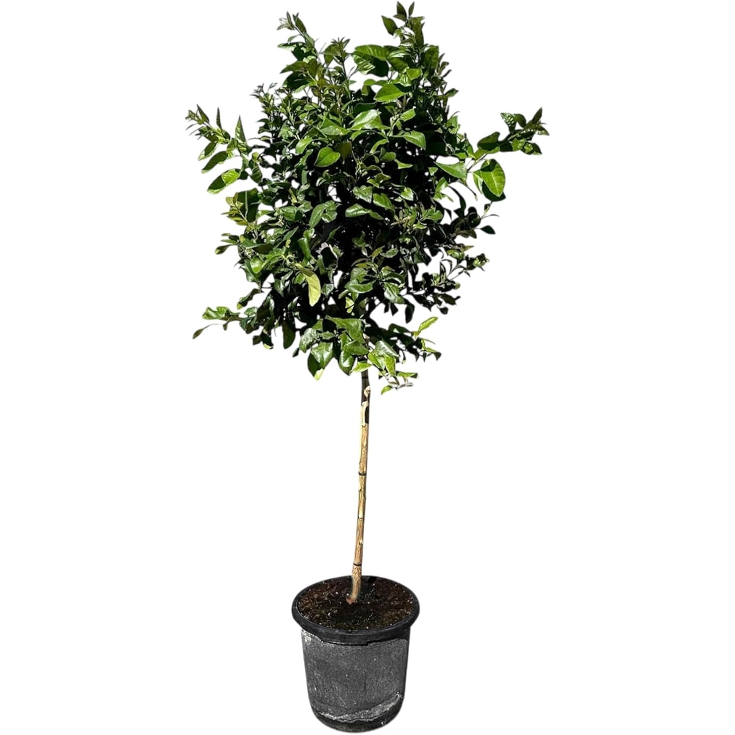 Sunny-Tree Zitronenbaum Große 160 Zentimeter Citrus Limon Obstbaum Fruchtbi günstig online kaufen