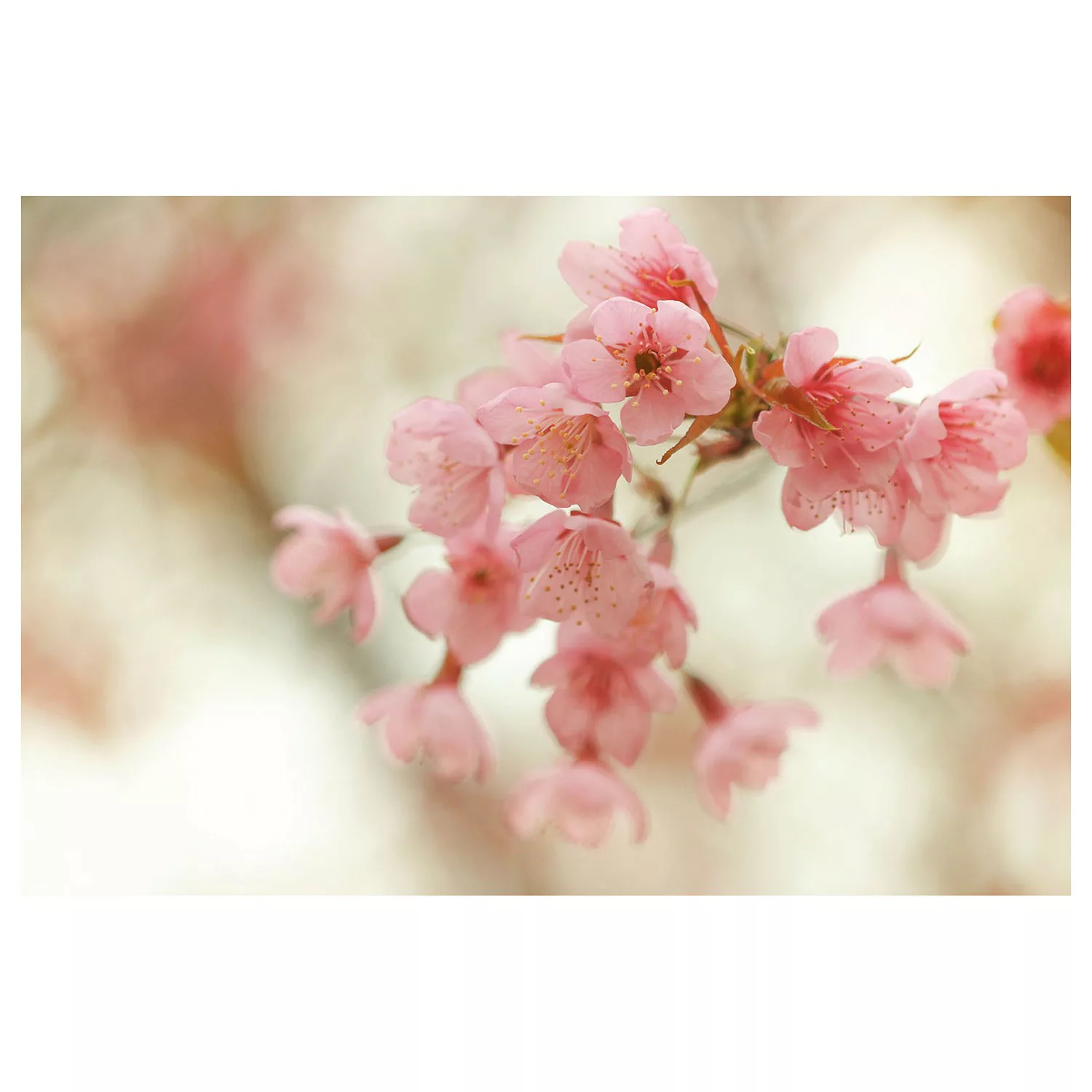 home24 Vliestapete Cherry Blossoms günstig online kaufen