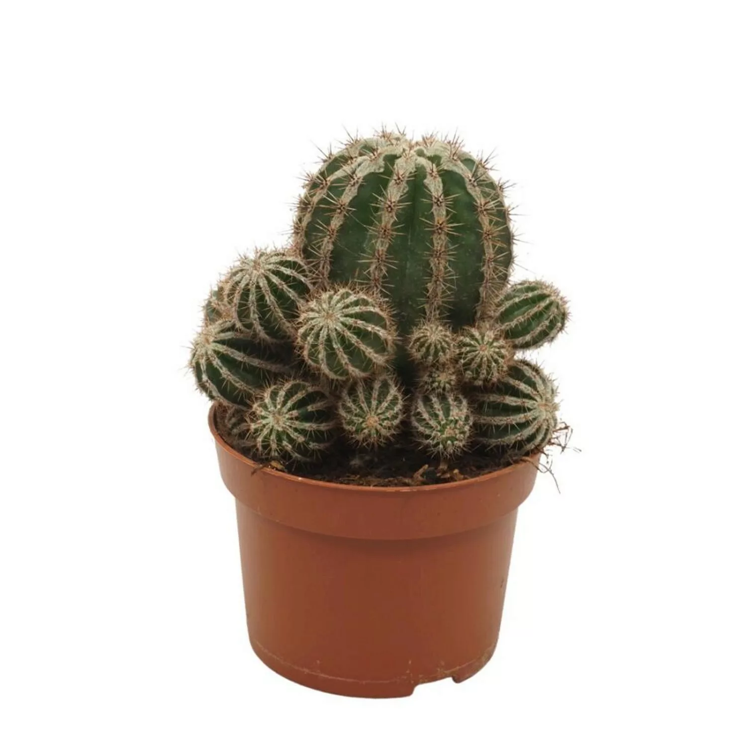 Exotenherz Bauernkaktus Echinopsis Haku Jo Maru 10,5cm Topf Pflegeleichte Z günstig online kaufen