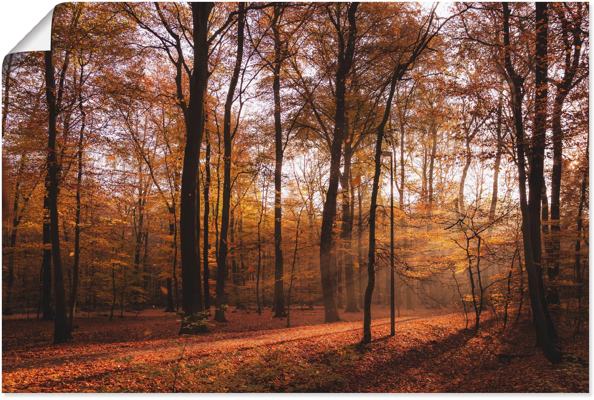 Artland Wandbild »Sonnenaufgang im Herbst II«, Wald, (1 St.), als Alubild, günstig online kaufen