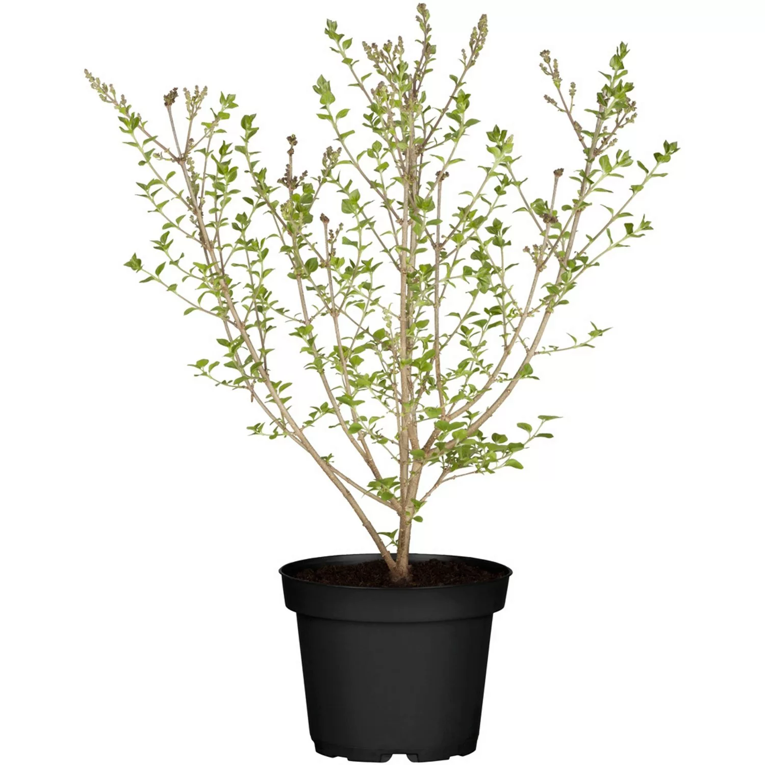 Zwerg-Flieder Flowerfesta Höhe ca. 60 - 80 cm Topf ca. 7,5 l Syringa meyeri günstig online kaufen
