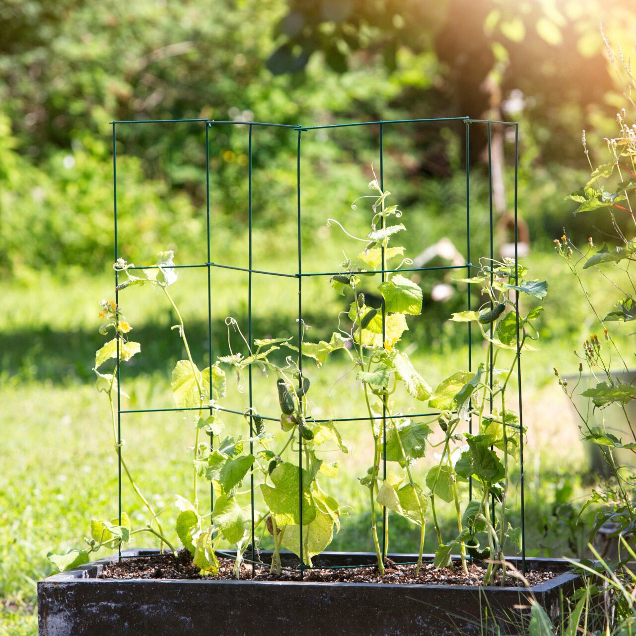 Windhager Ranksäule, Tomatenturm aus beschichtetem Stahlkern, H: 118 cm günstig online kaufen