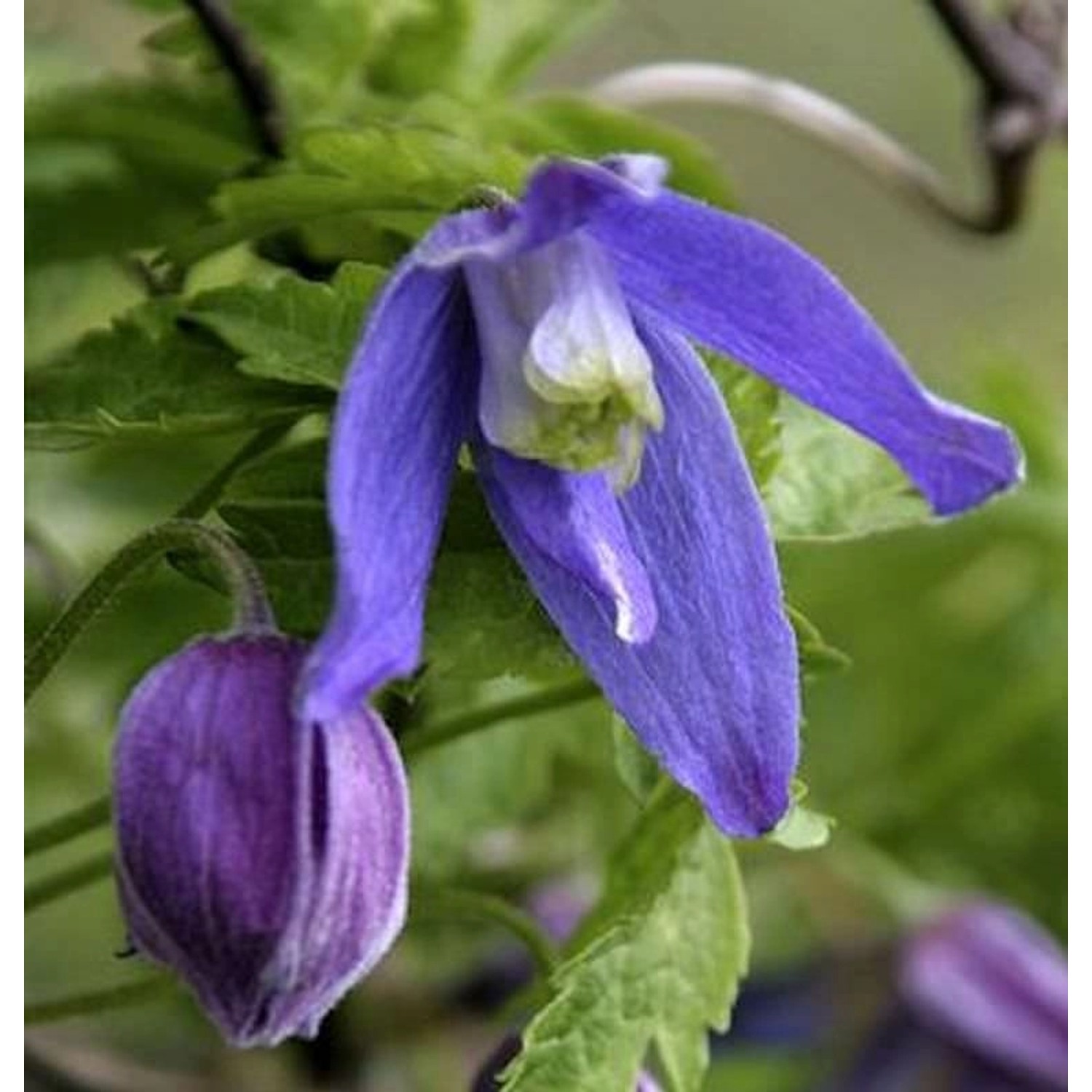 Alpen Waldrebe Frances Rivis 60-80cm - Clematis alpina günstig online kaufen