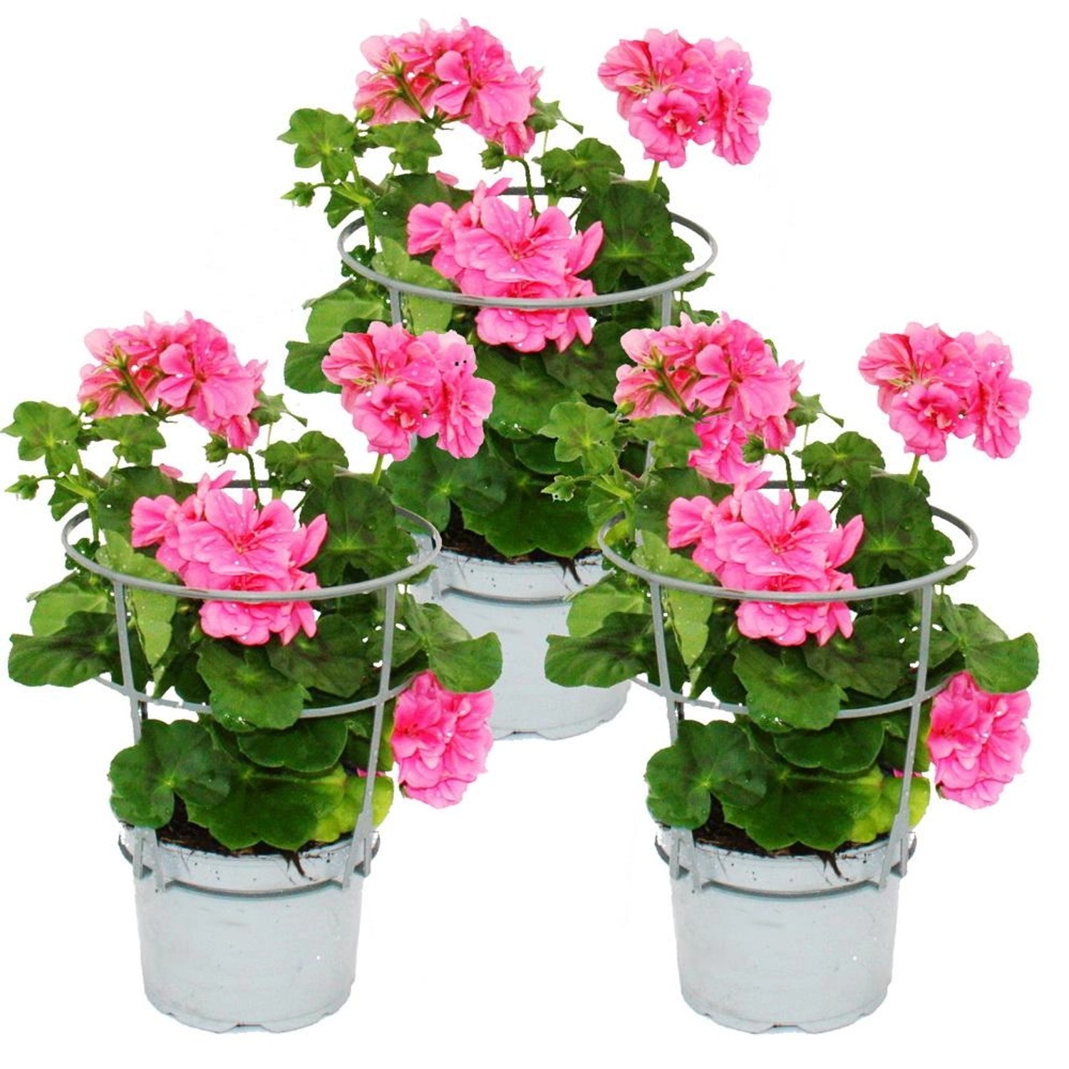 Exotenherz Geranien Hängend Pelargonium Peltatum 12cm Topf Set mit 3 Pflanz günstig online kaufen