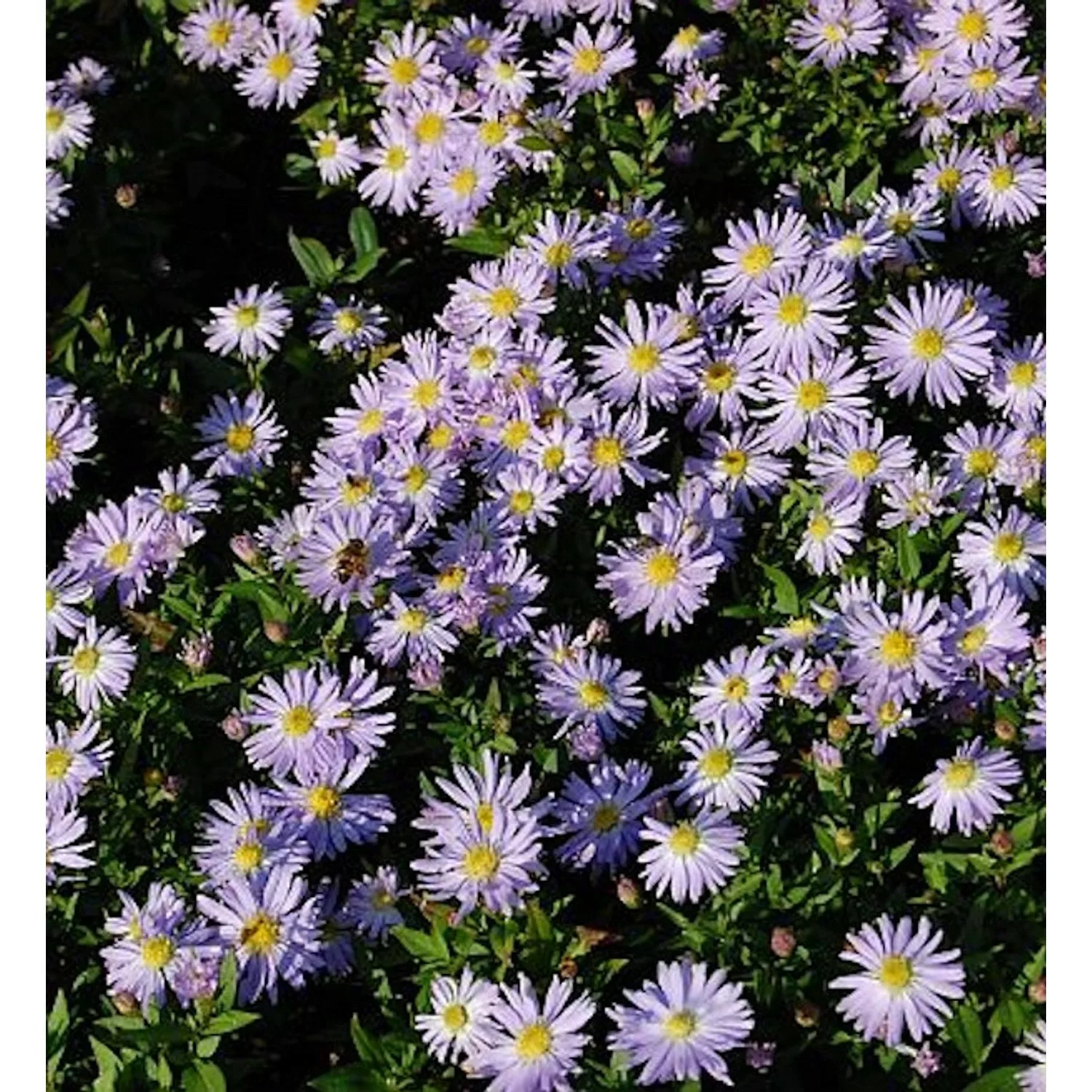 Kissenaster Silberblaukissen - Aster dumosus günstig online kaufen