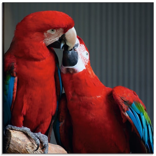 Artland Glasbild "Papageien", Vögel, (1 St.), in verschiedenen Größen günstig online kaufen