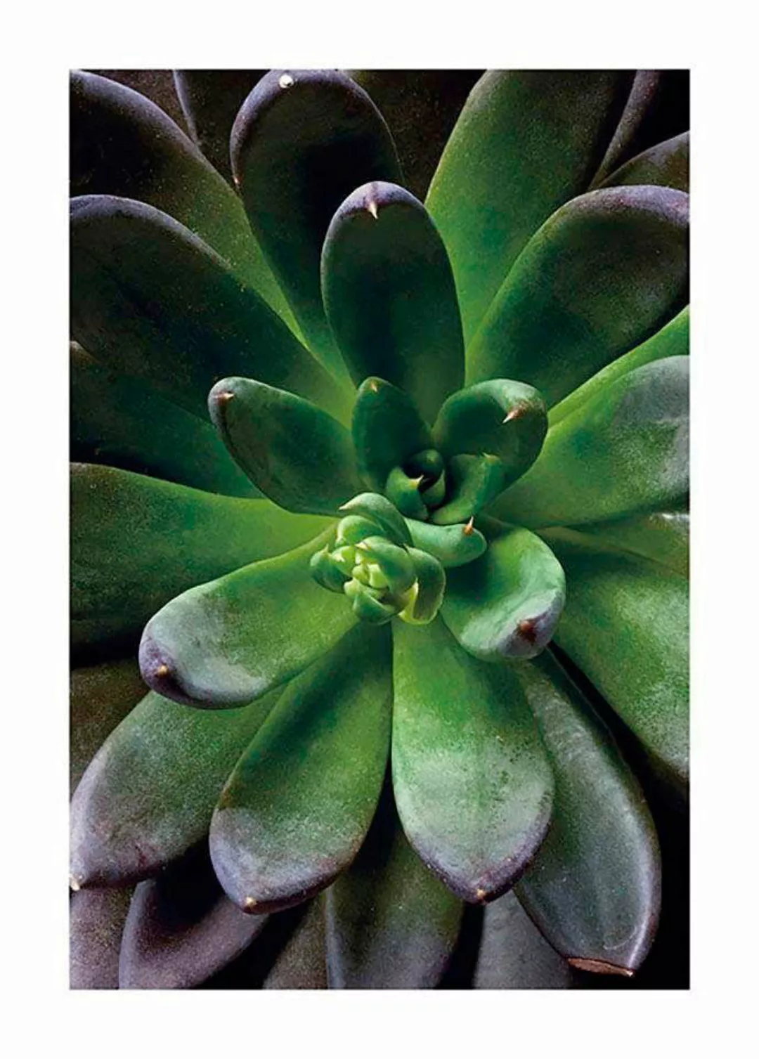 Komar Poster "Succulent Single", Pflanzen-Blätter, (1 St.) günstig online kaufen